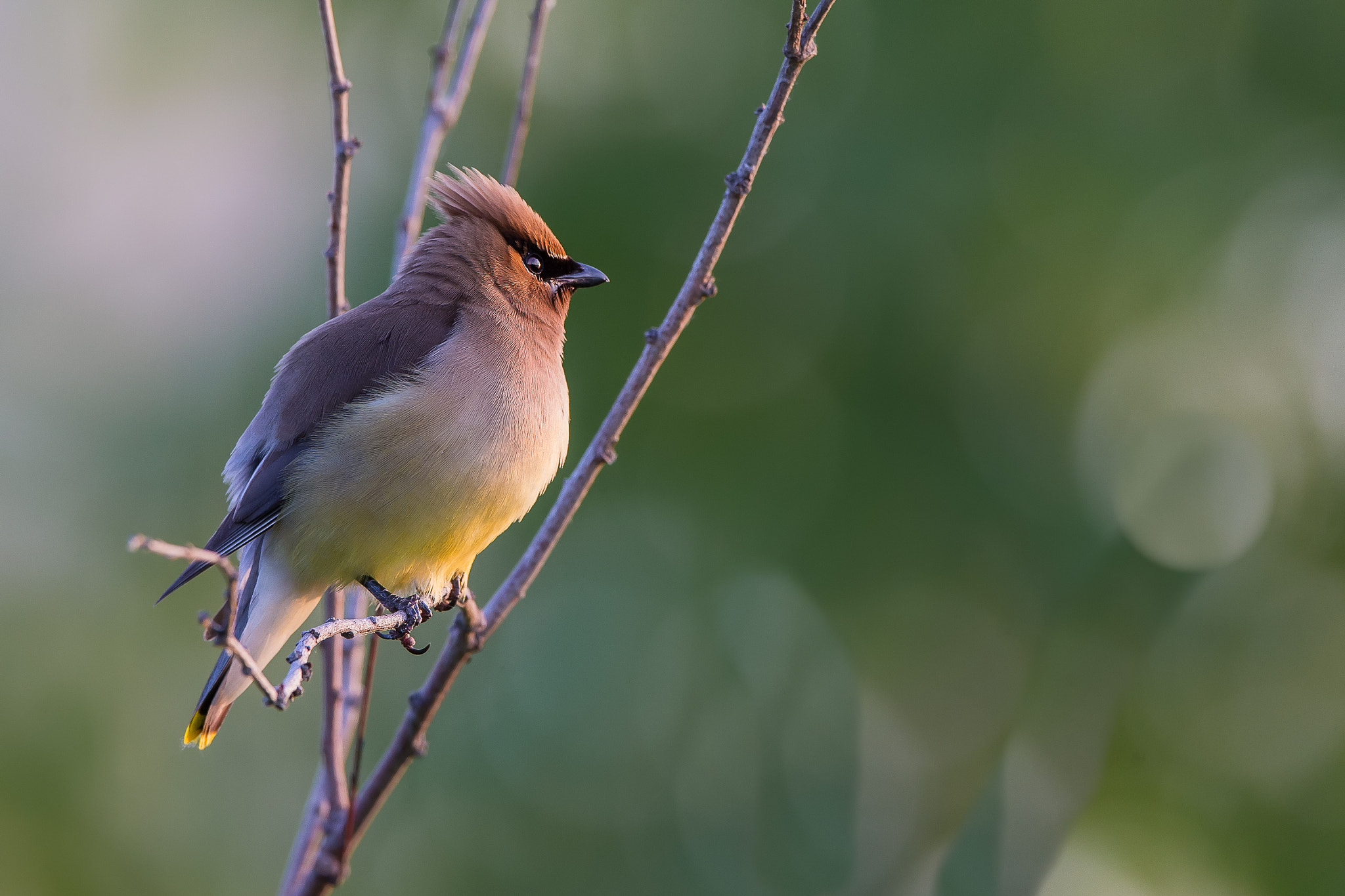 Canon EF 500mm F4L IS II USM sample photo. Cedar waxwing photography