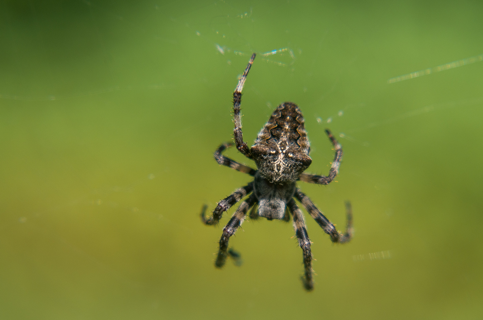 Pentax K-30 + HD Pentax DA 55-300mm F4.0-5.8 ED WR sample photo. Orb-weaving spiders //  araneus photography