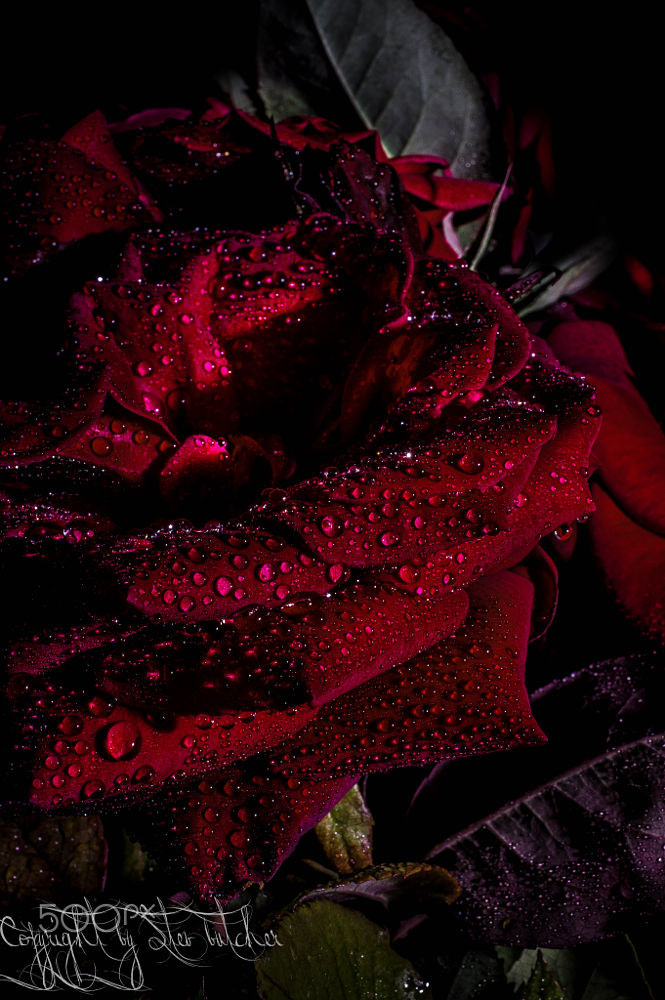 HD Pentax DA 35mm F2.8 Macro Limited sample photo. Rose photography