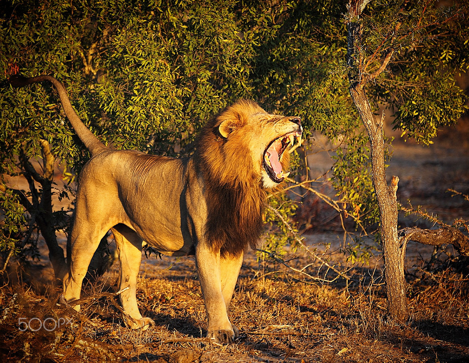 Canon EOS-1D Mark IV + Canon EF 70-200mm F2.8L IS II USM sample photo. Lion wakes up photography