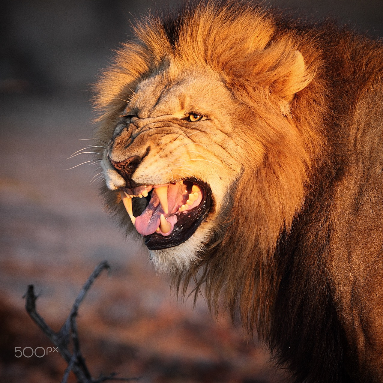 Canon EF 300mm F2.8L IS USM sample photo. The flehman grimace which is always fun to see and ... photography