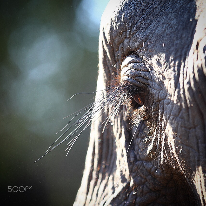Canon EF 70-200mm F2.8L IS II USM sample photo. The long eye lashes of this african elephant glisten in the sunlight. photography
