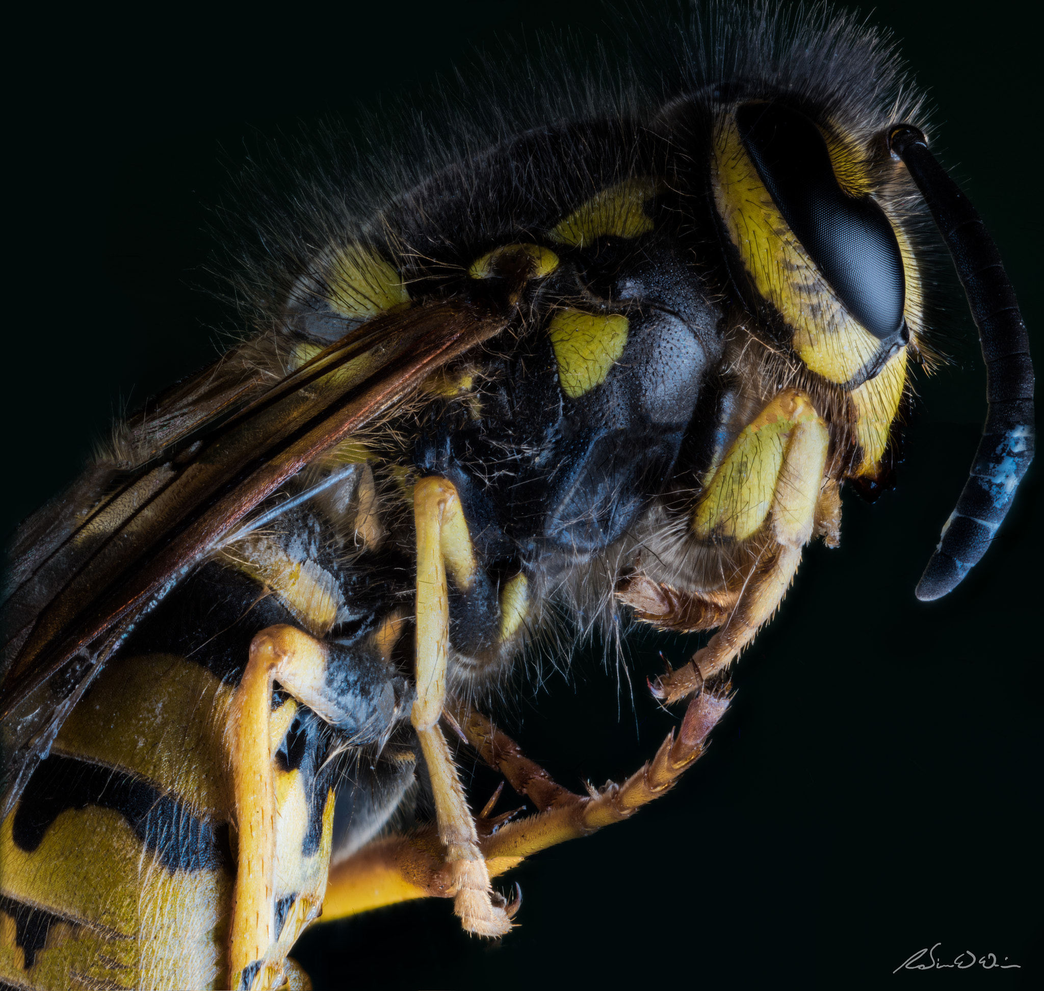 Nikon D750 + Nikon AF-S Nikkor 300mm F4D ED-IF sample photo. Wasp photography