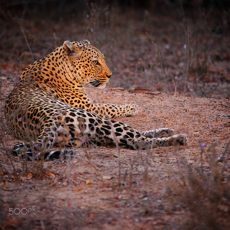 Canon EF 70-200mm F2.8L IS II USM sample photo. As the sun starts to set in he west. a female leop ... photography