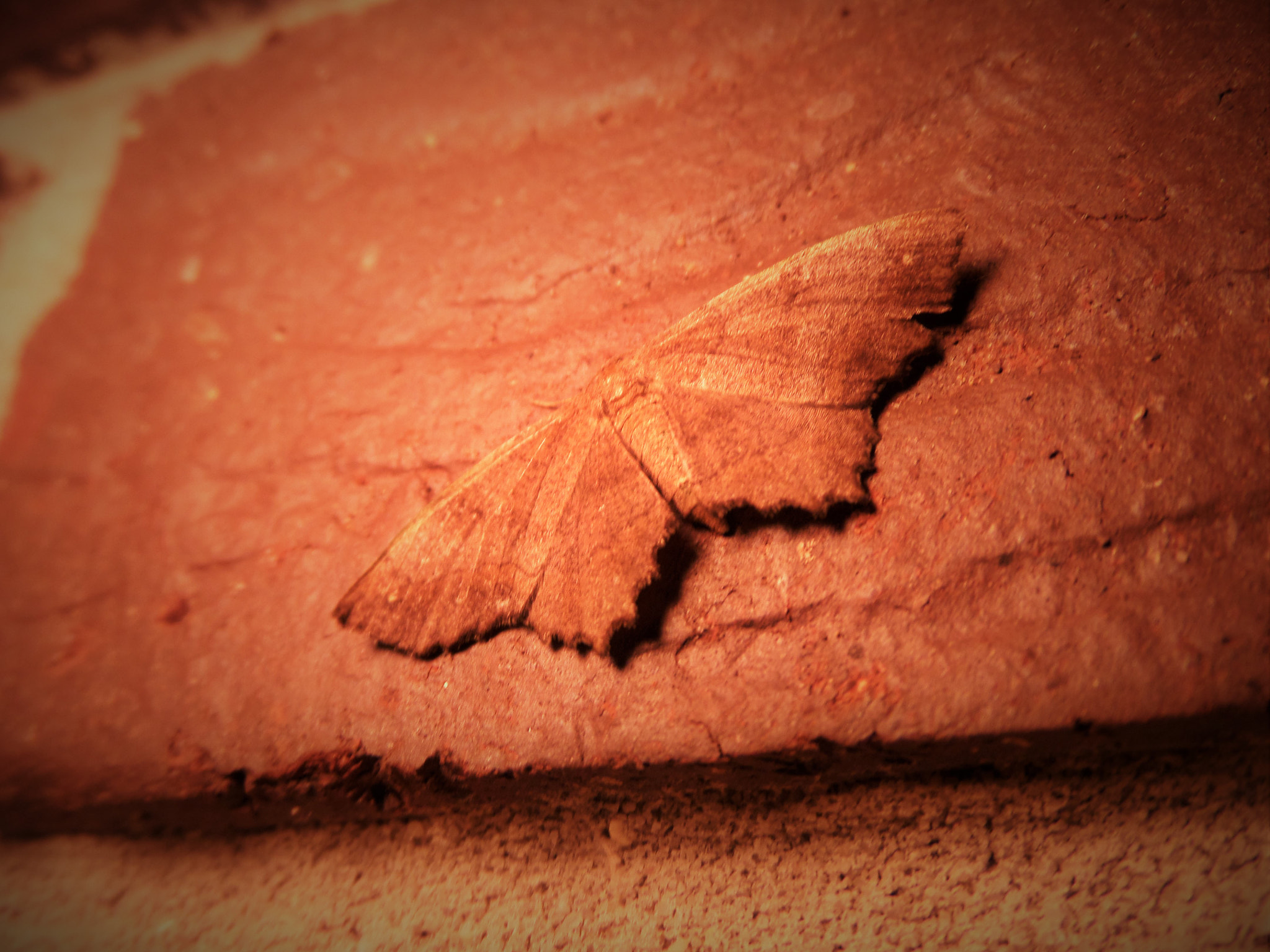 Samsung WB200F/WB201F/WB202F sample photo. Brick moth photography