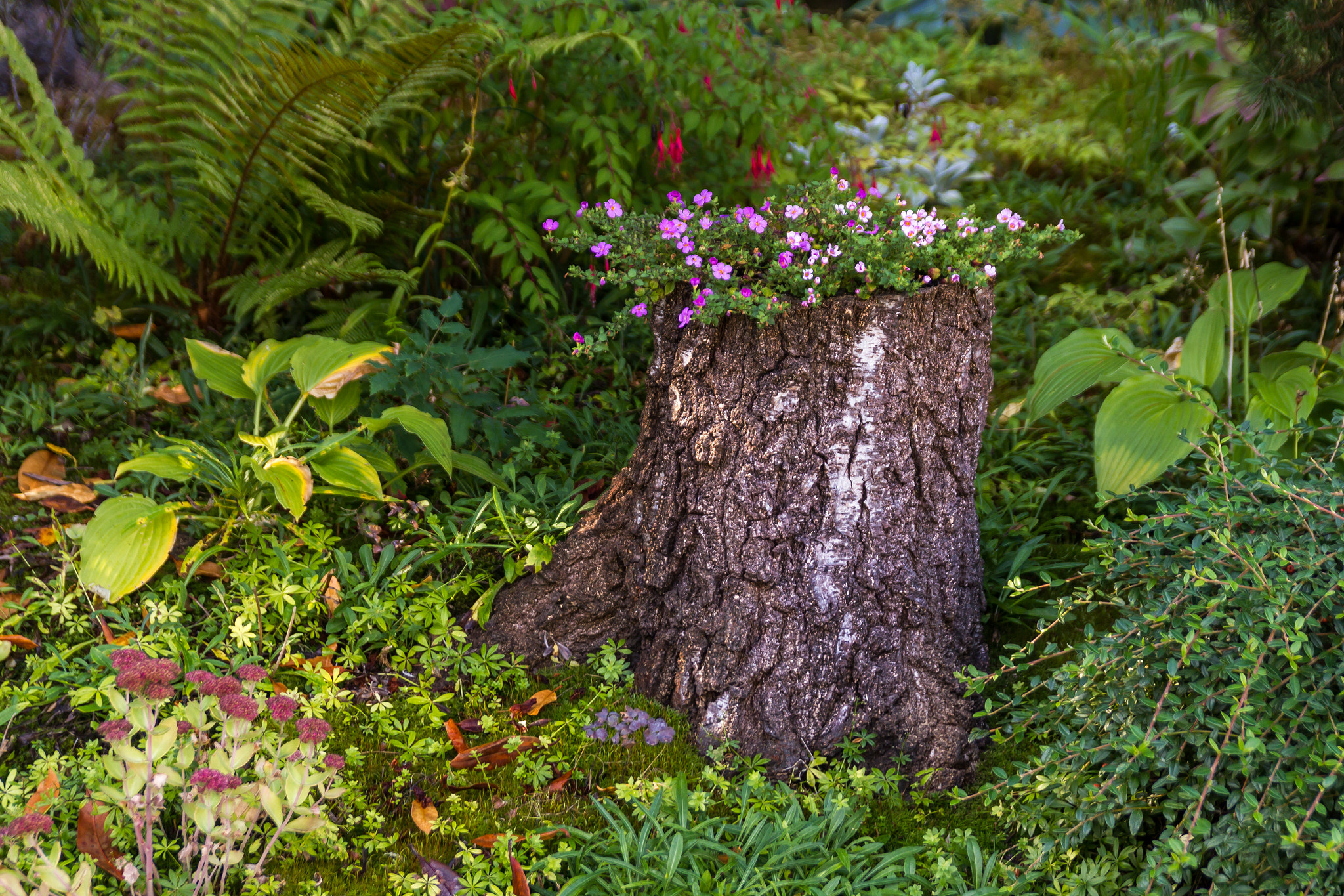 Sigma 18-50mm f/2.8 Macro sample photo. Backyard garden photography