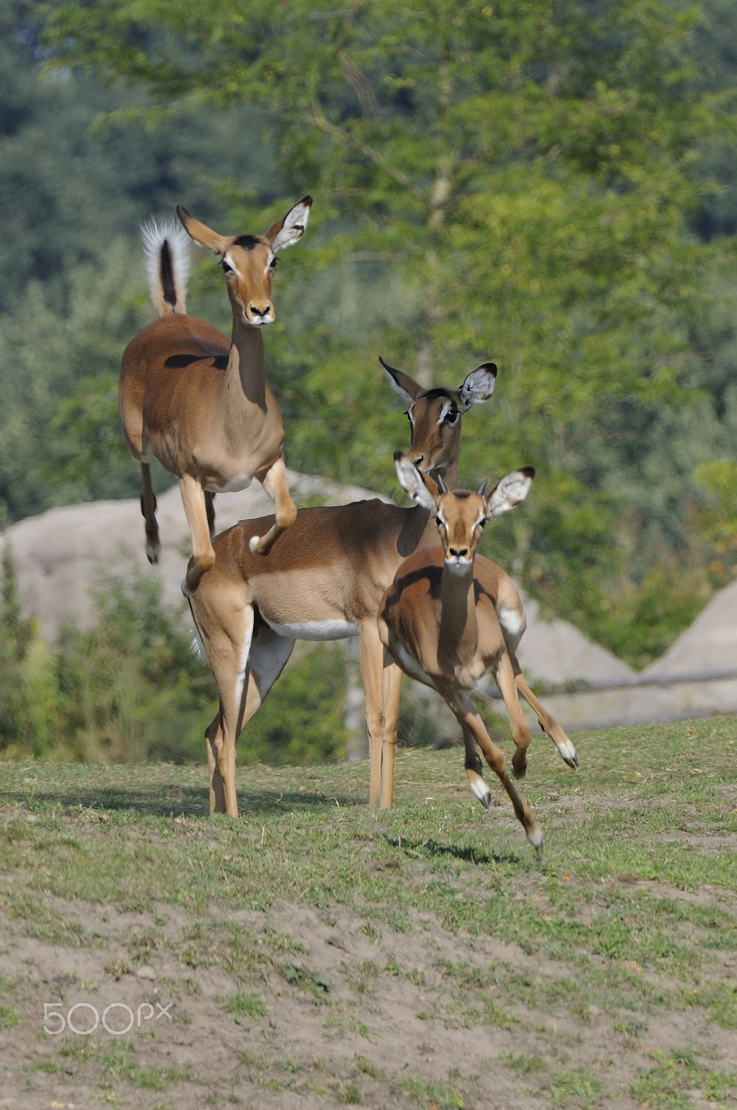 Nikon AF-S Nikkor 200-400mm F4G ED-IF VR sample photo. Springbok photography