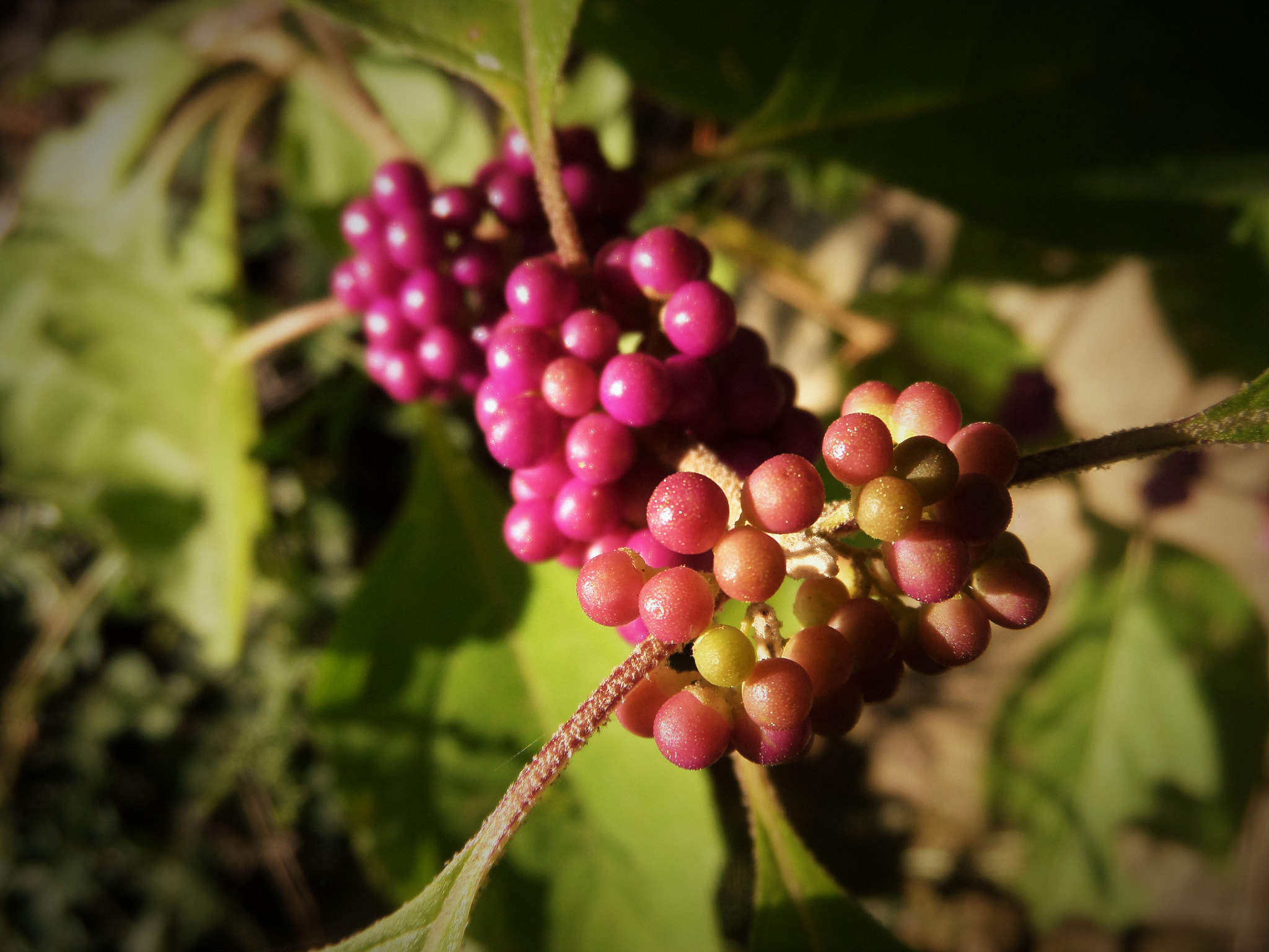 Samsung WB200F/WB201F/WB202F sample photo. River life photography