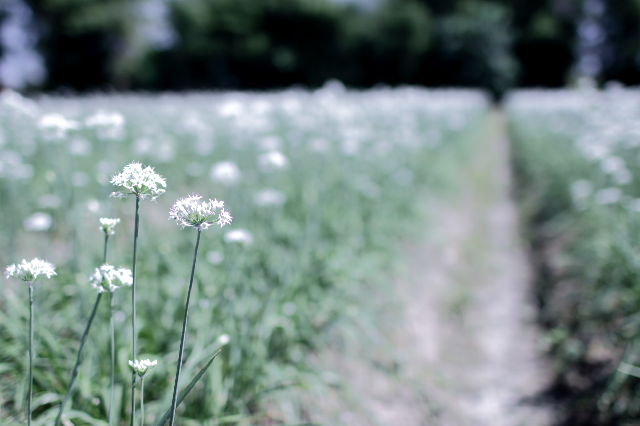 Canon EOS 70D + Canon EF 35mm F1.4L USM sample photo. 九月韮月雪 photography