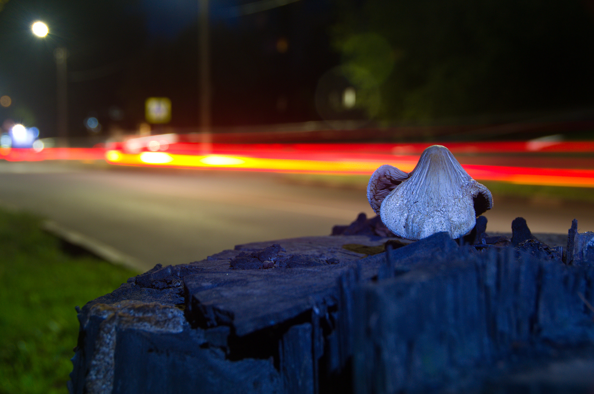 Nikon D3100 + Sigma 18-250mm F3.5-6.3 DC OS HSM sample photo. Mushroom photography