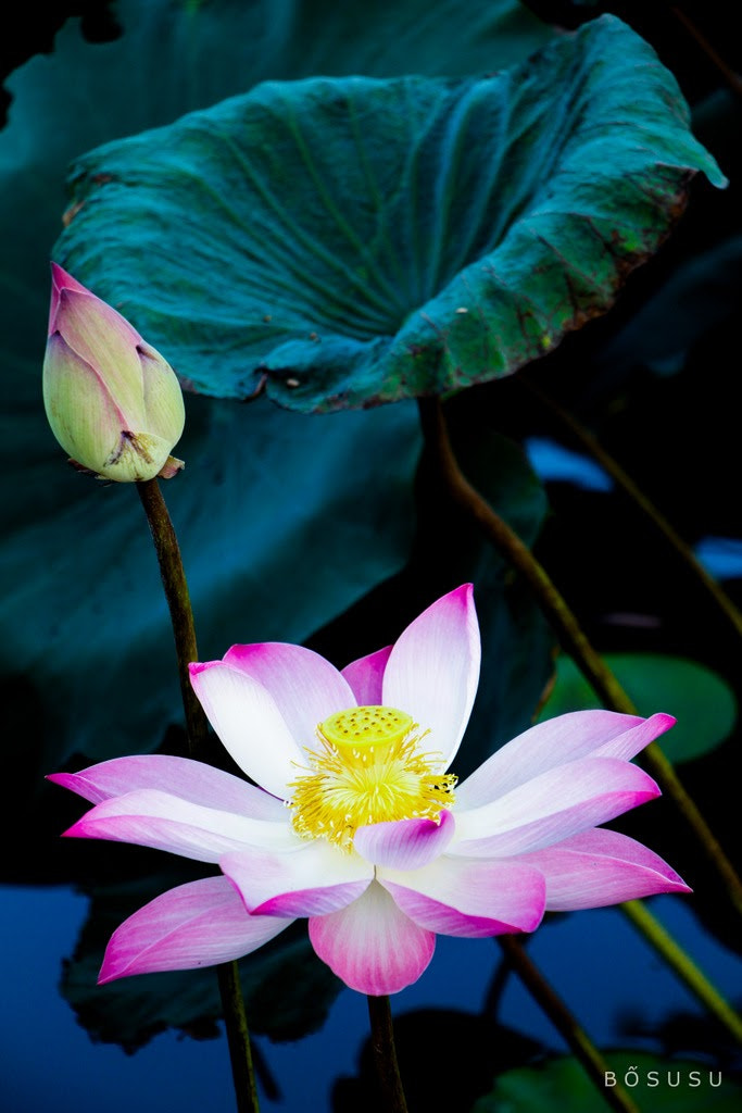 Canon EOS 700D (EOS Rebel T5i / EOS Kiss X7i) sample photo. Lotus family photography