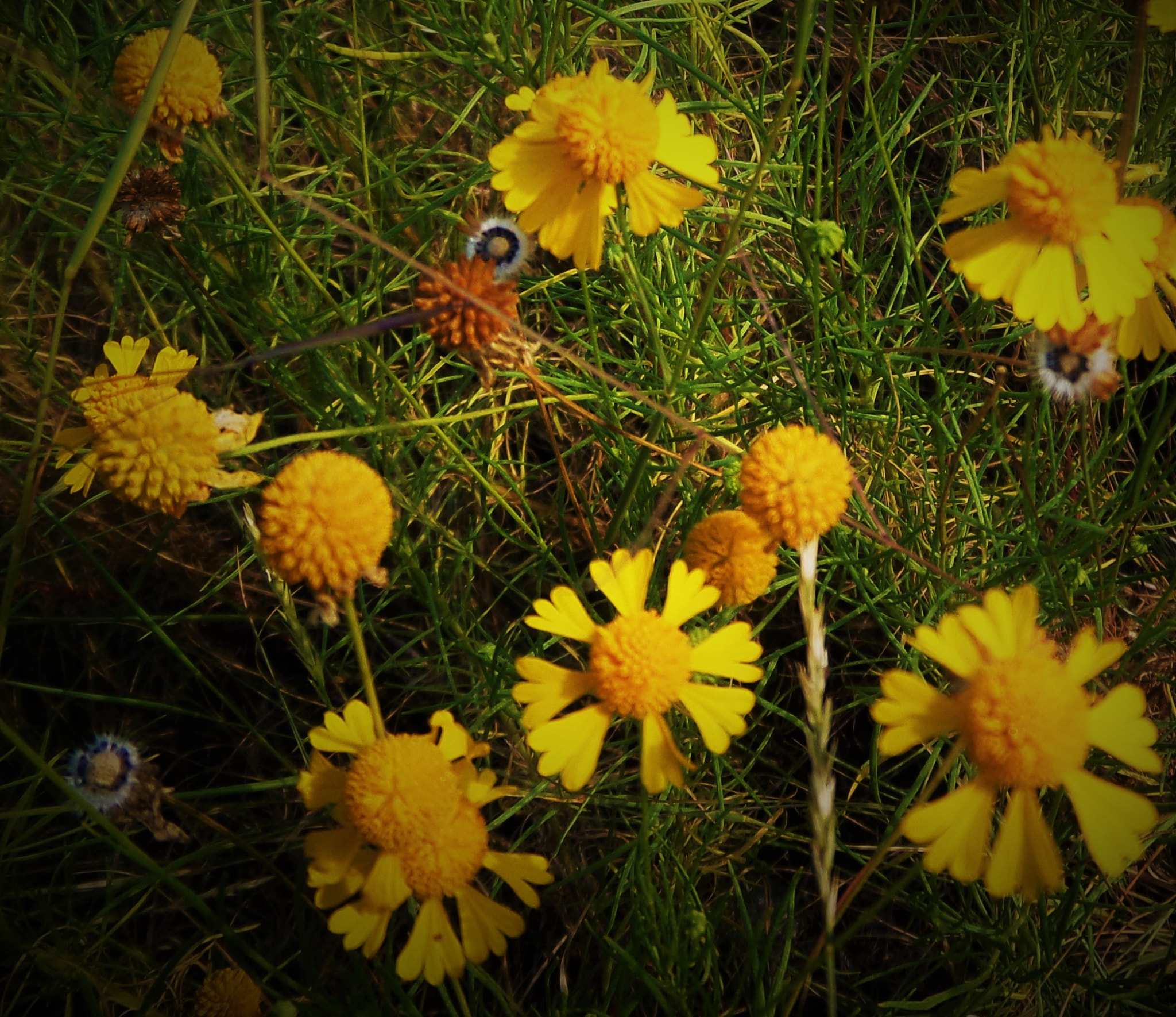 Samsung WB200F/WB201F/WB202F sample photo. Yellow photography