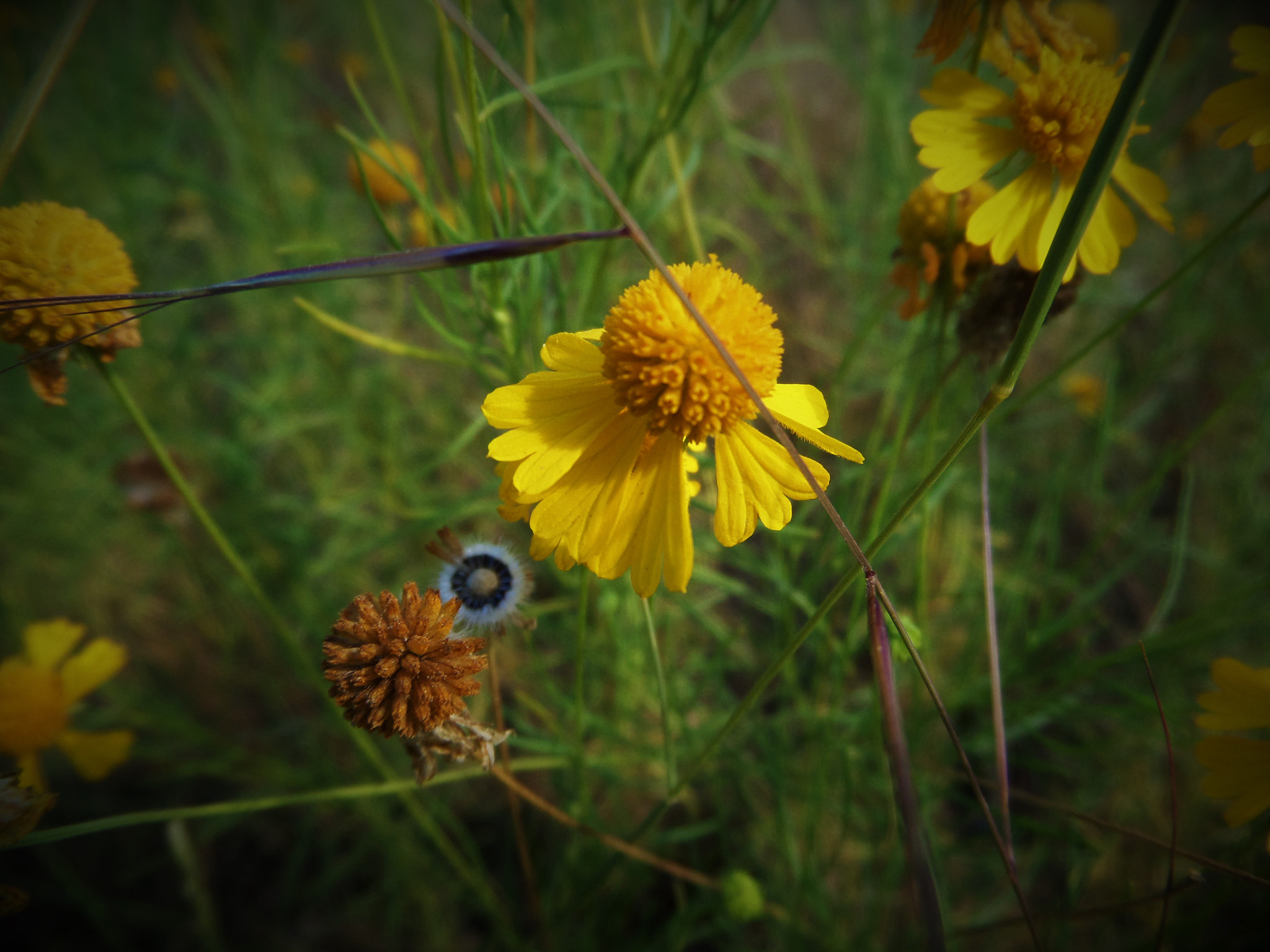 Samsung WB200F/WB201F/WB202F sample photo. Yellow macro photography