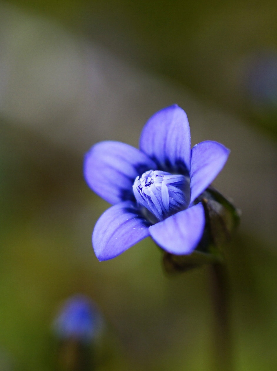 Sony a7 II + Sony 50mm F2.8 Macro sample photo. Wildflower @yunnan photography