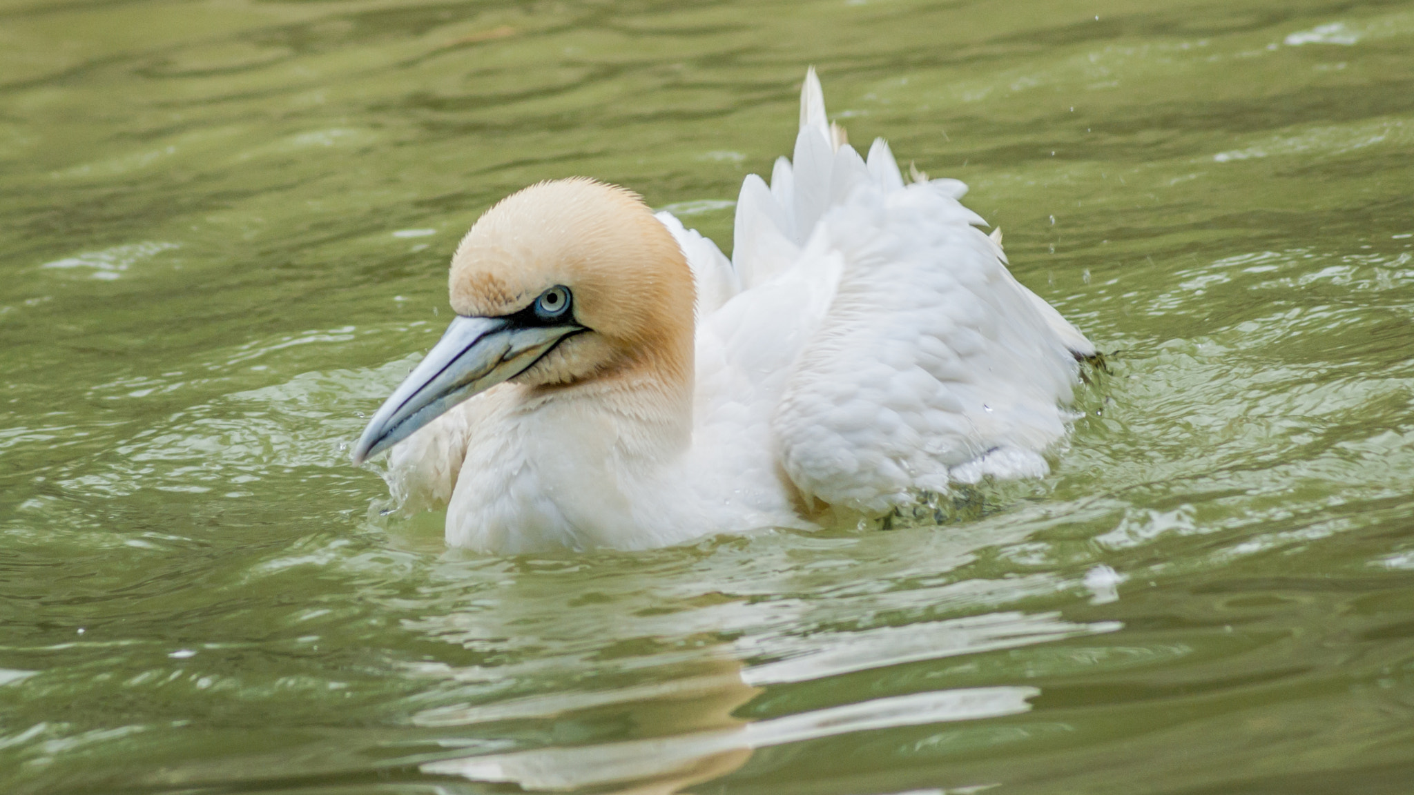 Pentax K10D sample photo. Northern gannet swimming photography