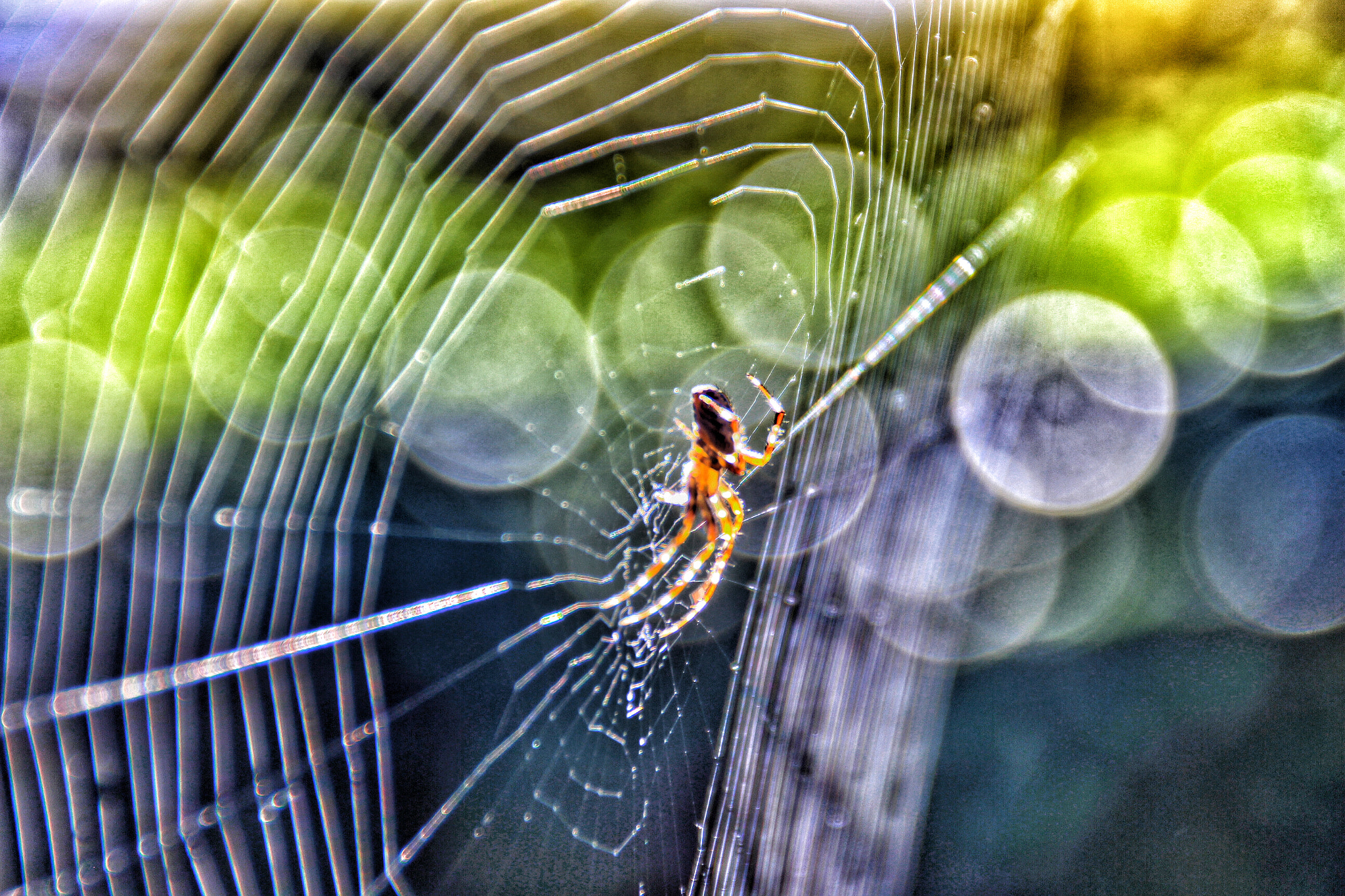 Canon EOS 650D (EOS Rebel T4i / EOS Kiss X6i) sample photo. Spider photography