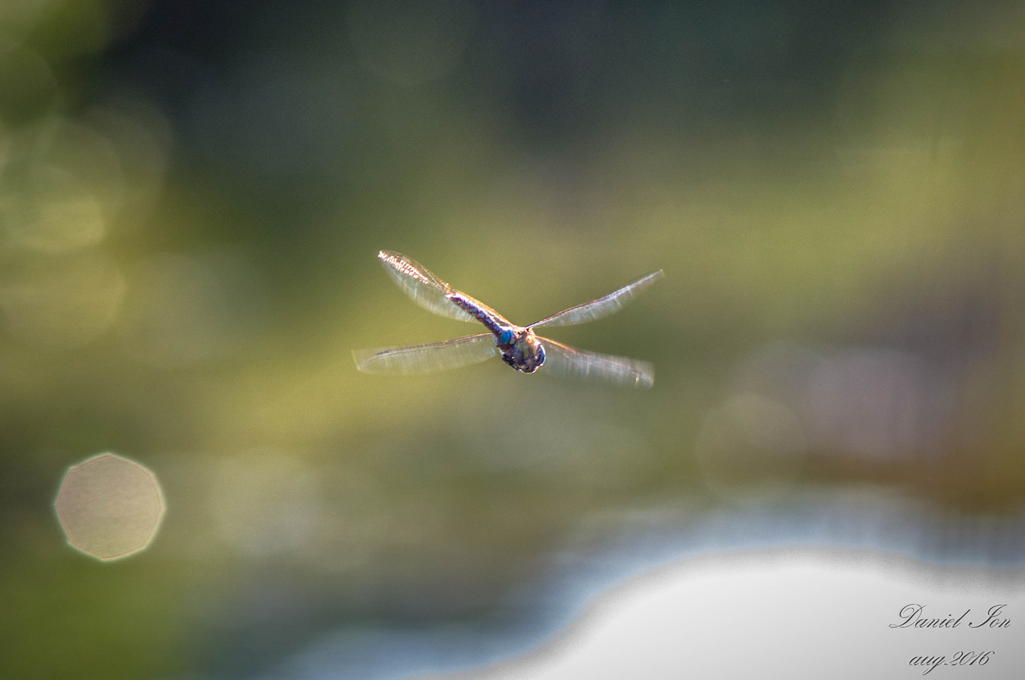 Pentax K-x sample photo. Dragonfly photography