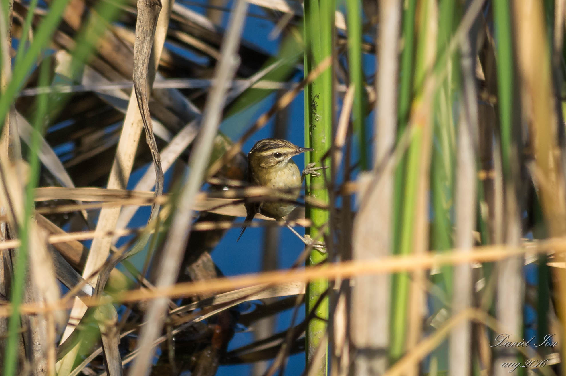 Pentax K-x + smc PENTAX-FA 70-200mm F4-5.6 sample photo. Acrocephalus schoenobaenus photography