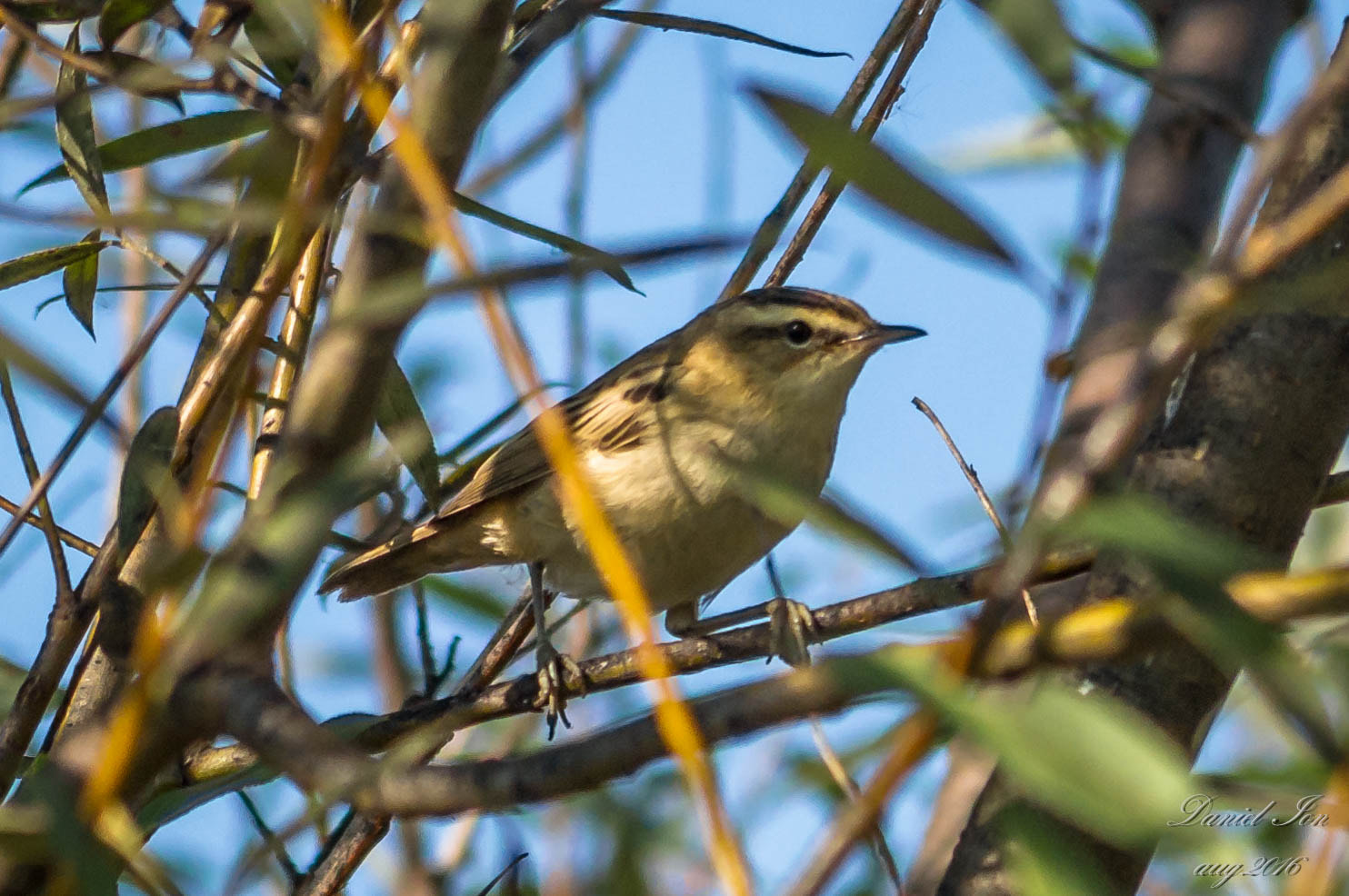 Pentax K-x + smc PENTAX-FA 70-200mm F4-5.6 sample photo. Acrocephalus schoenobaenus photography