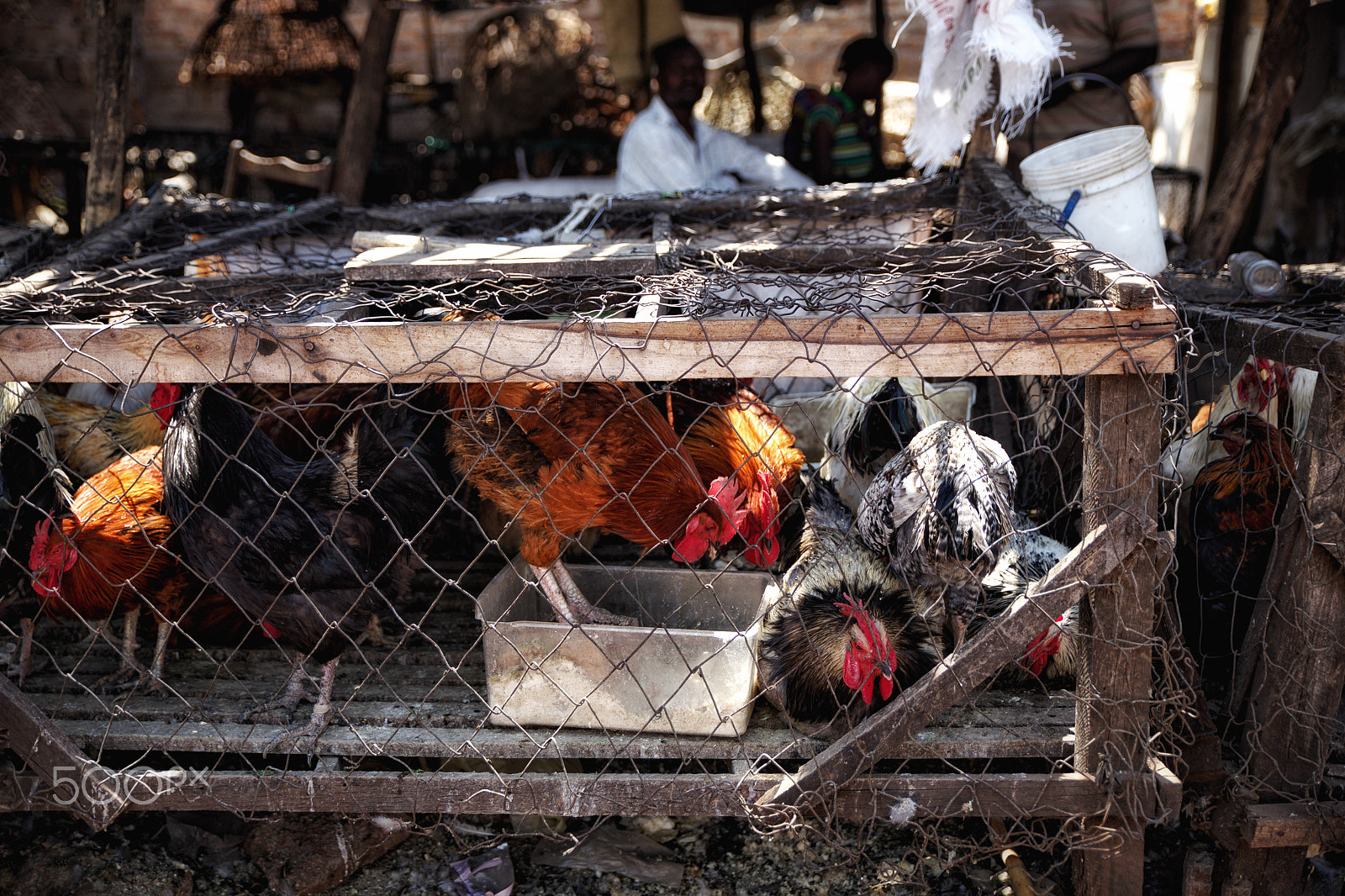 Canon 24-70mm sample photo. Chicken for sale on a market near livingstone, zambia photography