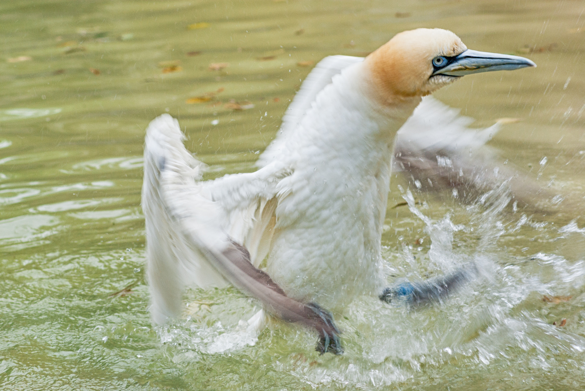 Pentax K10D sample photo. Northern gannet bathing photography