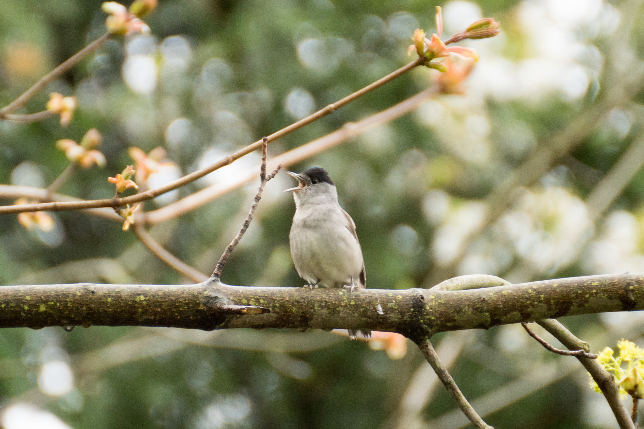 Tamron SP 70-300mm F4-5.6 Di USD sample photo. Eurasian blackcap photography