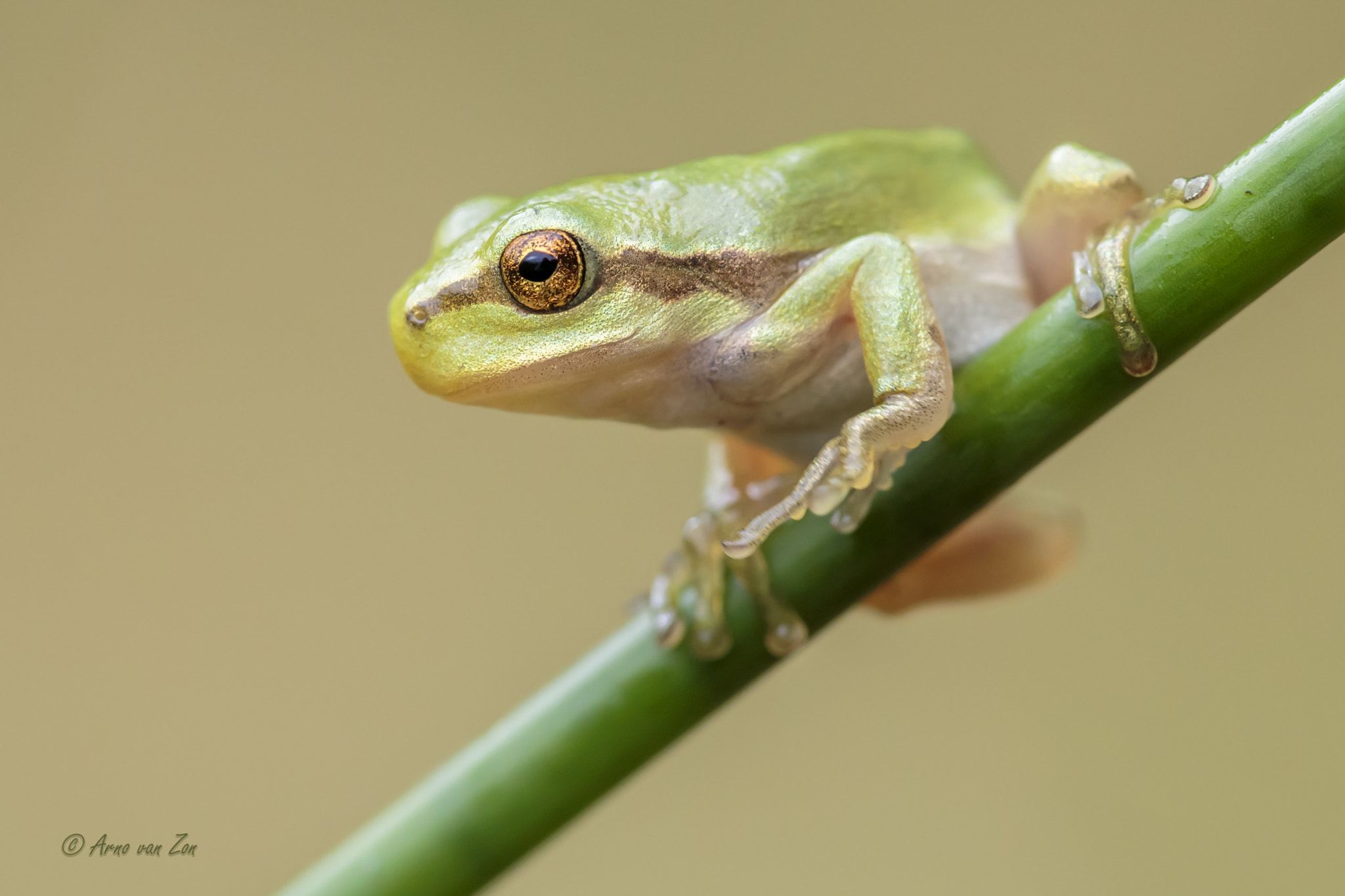 Canon EF 180mm F3.5L Macro USM sample photo. Tree frog... photography