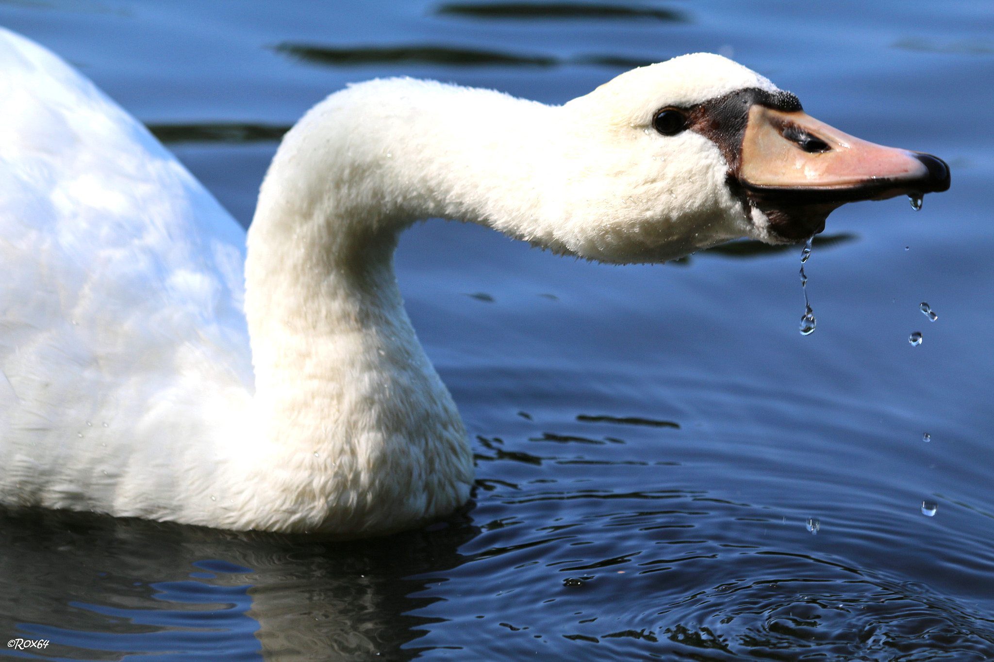 Canon EF 70-300mm F4-5.6 IS USM sample photo. Swan (2) photography