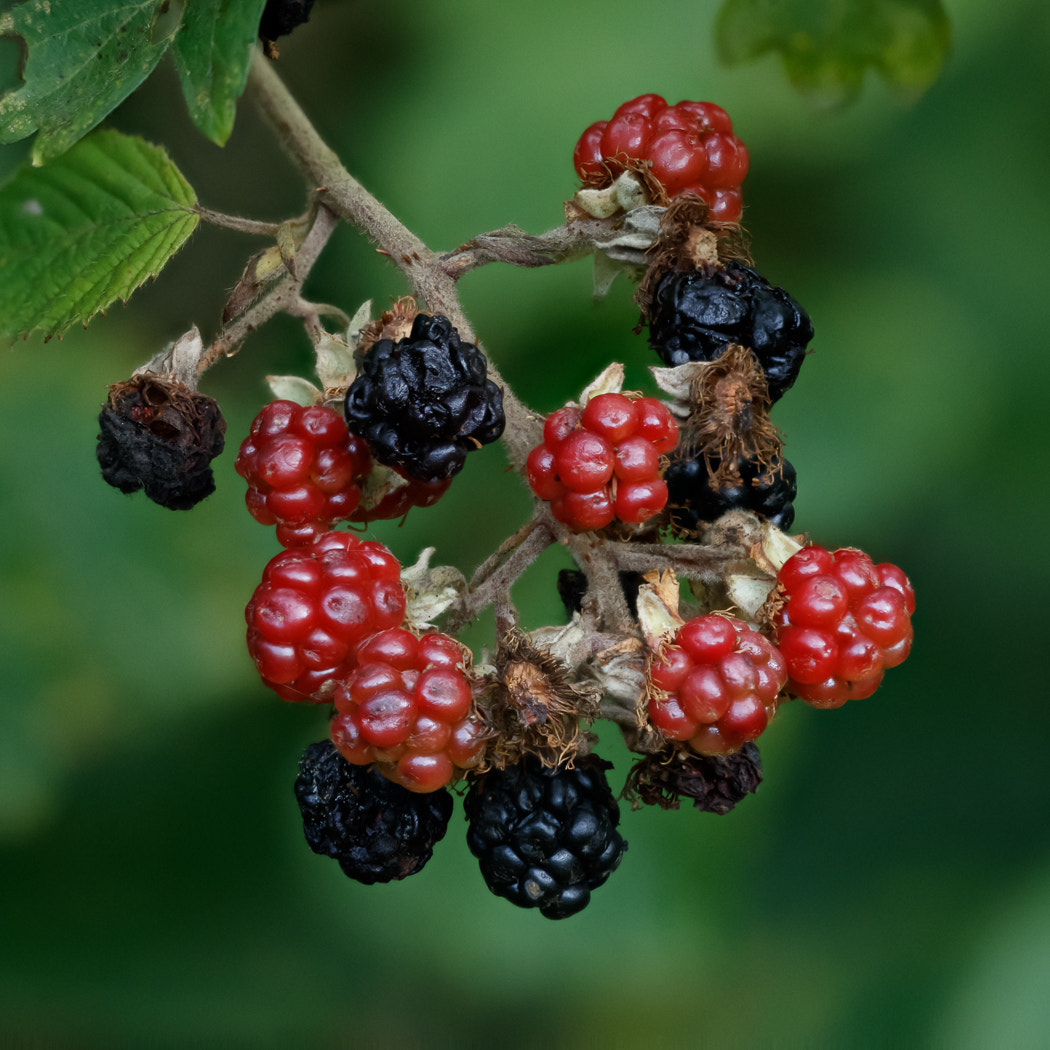 Canon EF 180mm F3.5L Macro USM sample photo. Blackberries photography