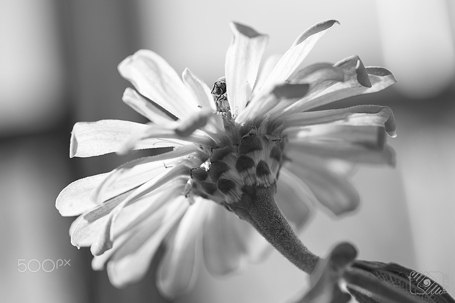 Canon EF 100mm F2.8L Macro IS USM sample photo. Balcony spring photography