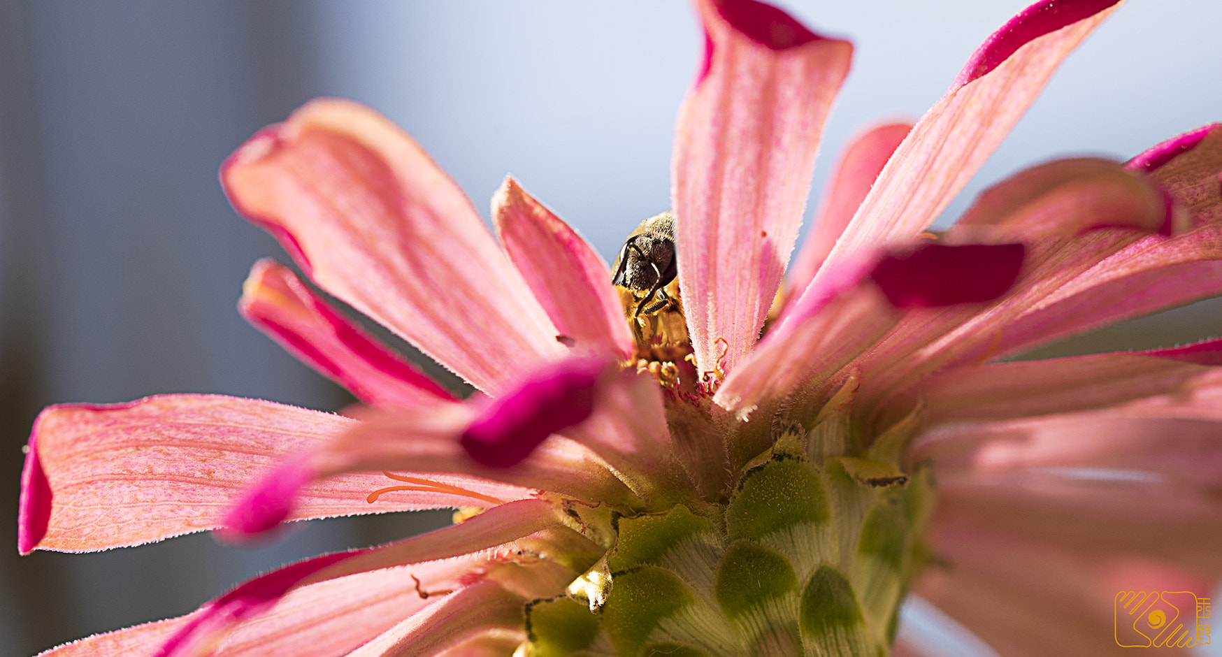 Canon EF 100mm F2.8L Macro IS USM sample photo. Balcony spring photography