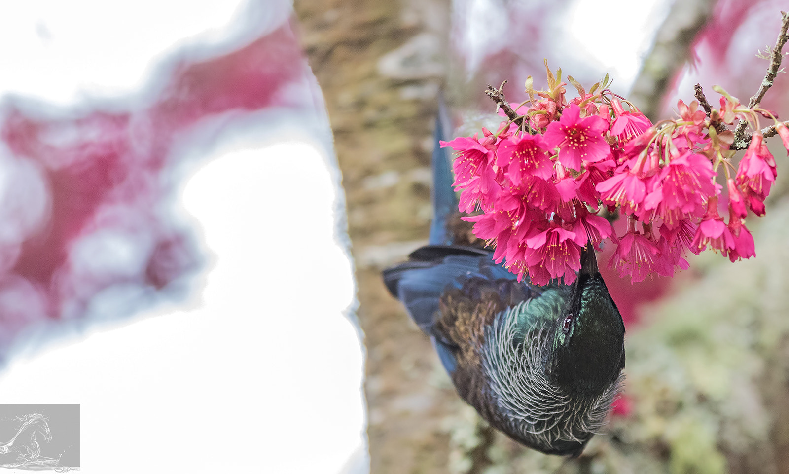 Canon EF 300mm F2.8L IS USM sample photo. Tui 41 photography