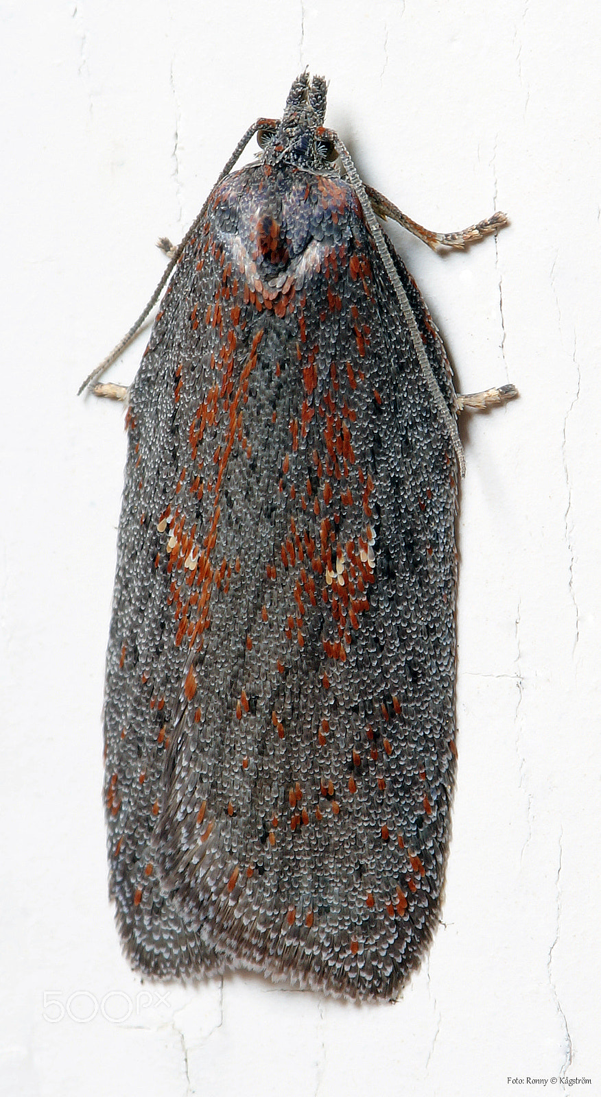 Sony a99 II + 90mm F2.8 Macro SSM sample photo. Acleris lipsiana photography