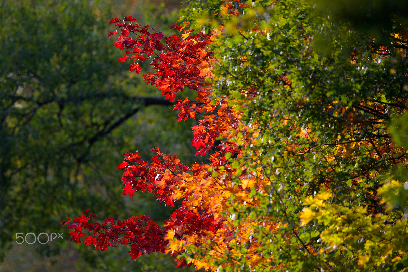 Canon EOS-1D X + Canon EF 400mm F2.8L IS II USM sample photo. Red leaves photography