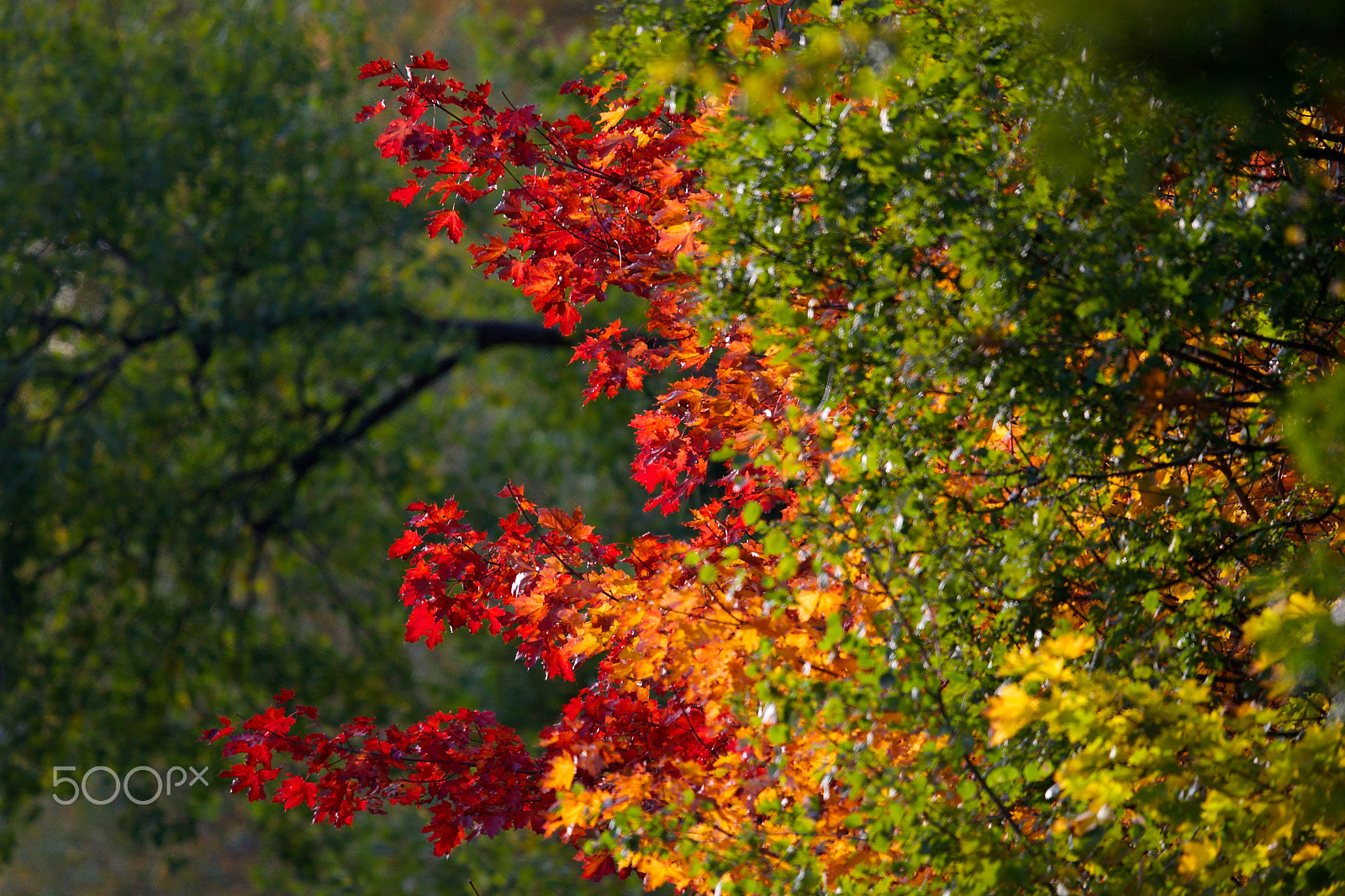 Canon EF 400mm F2.8L IS II USM sample photo. Red leaves photography