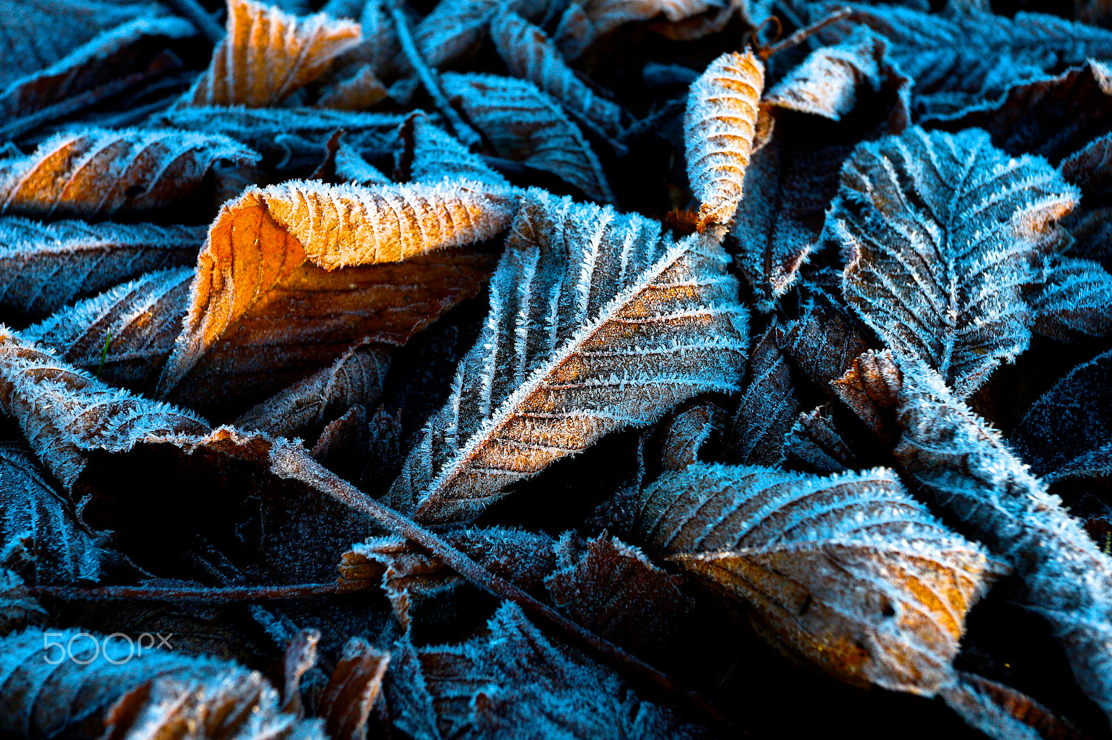 Canon EOS-1D X + Canon EF 17-40mm F4L USM sample photo. Frost on leaves photography