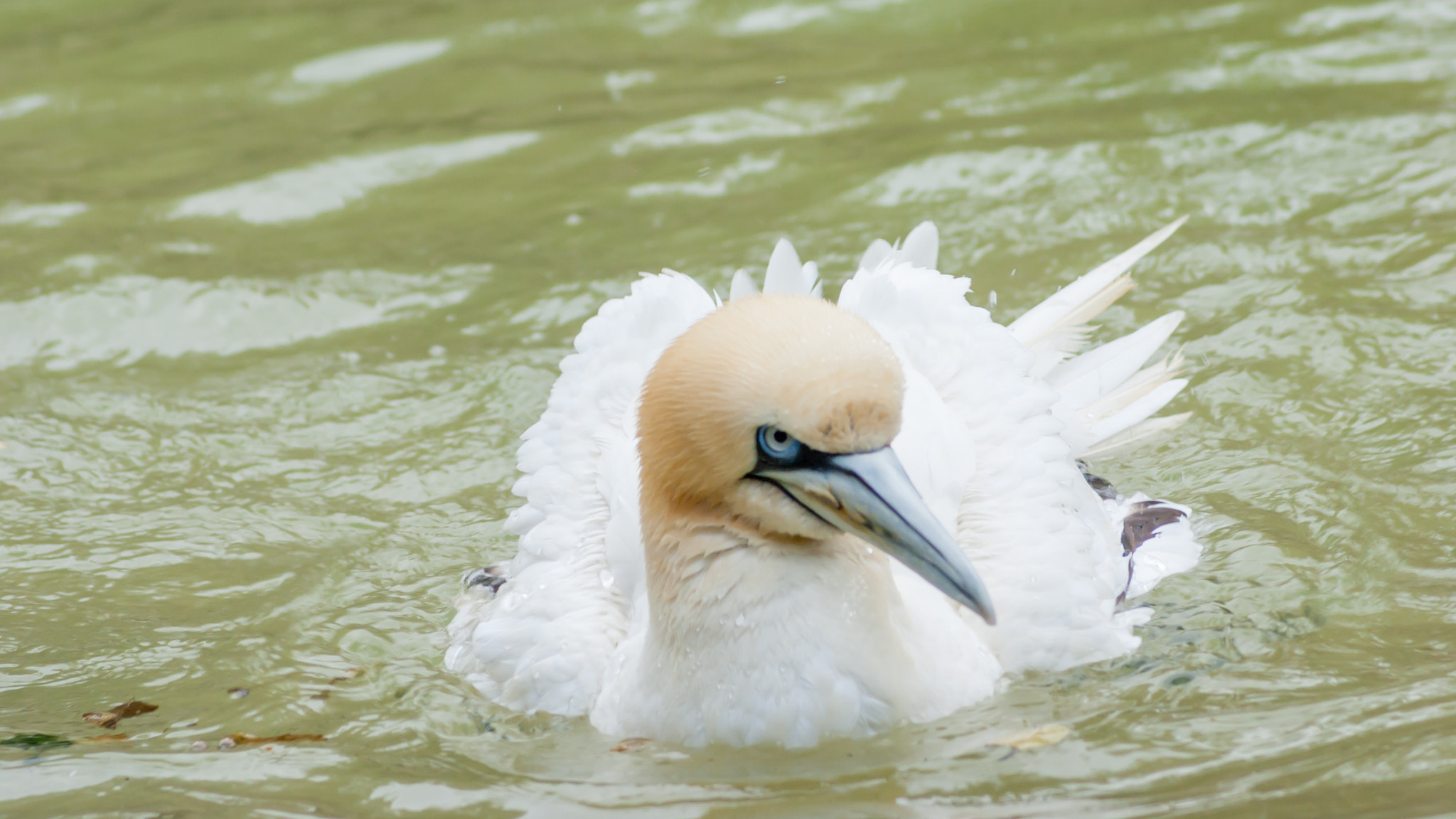 Pentax K10D sample photo. Northern gannet frontal encounter photography