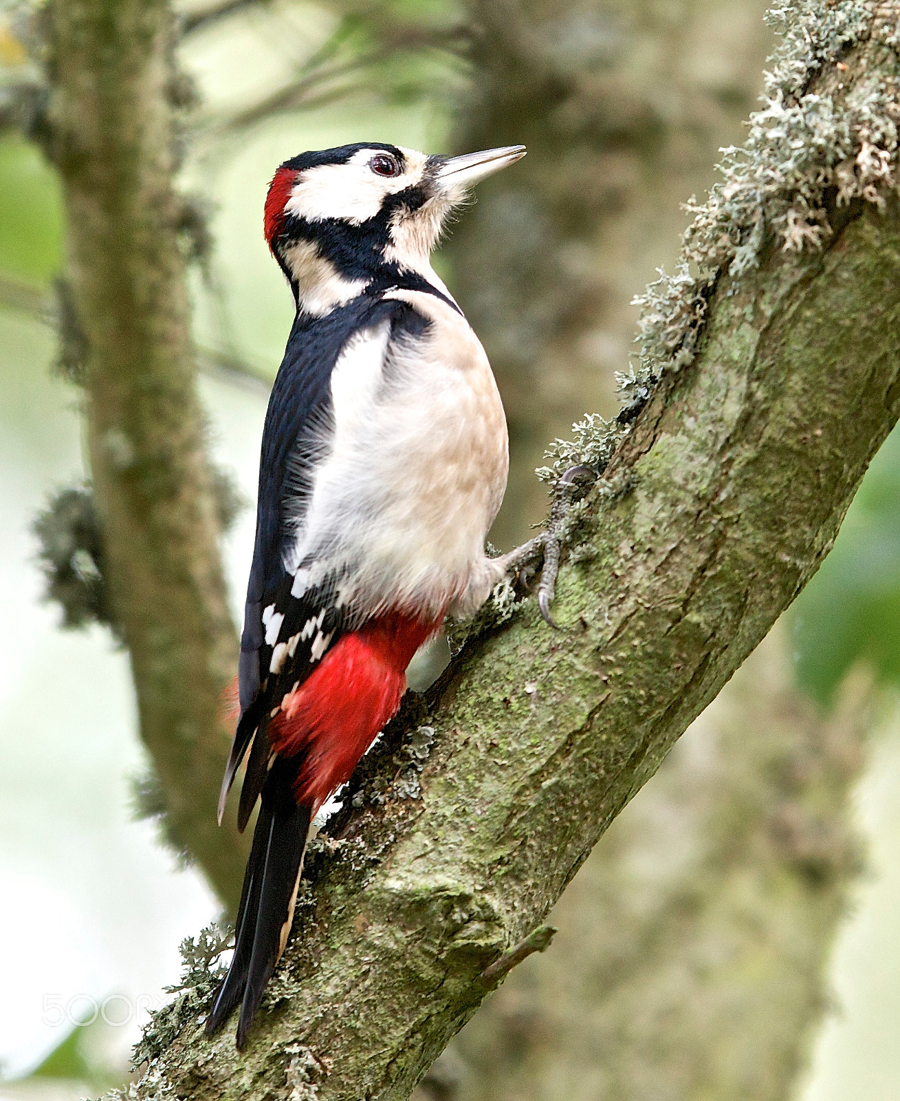 Canon EF 400mm F2.8L IS II USM sample photo. Woodpecker photography