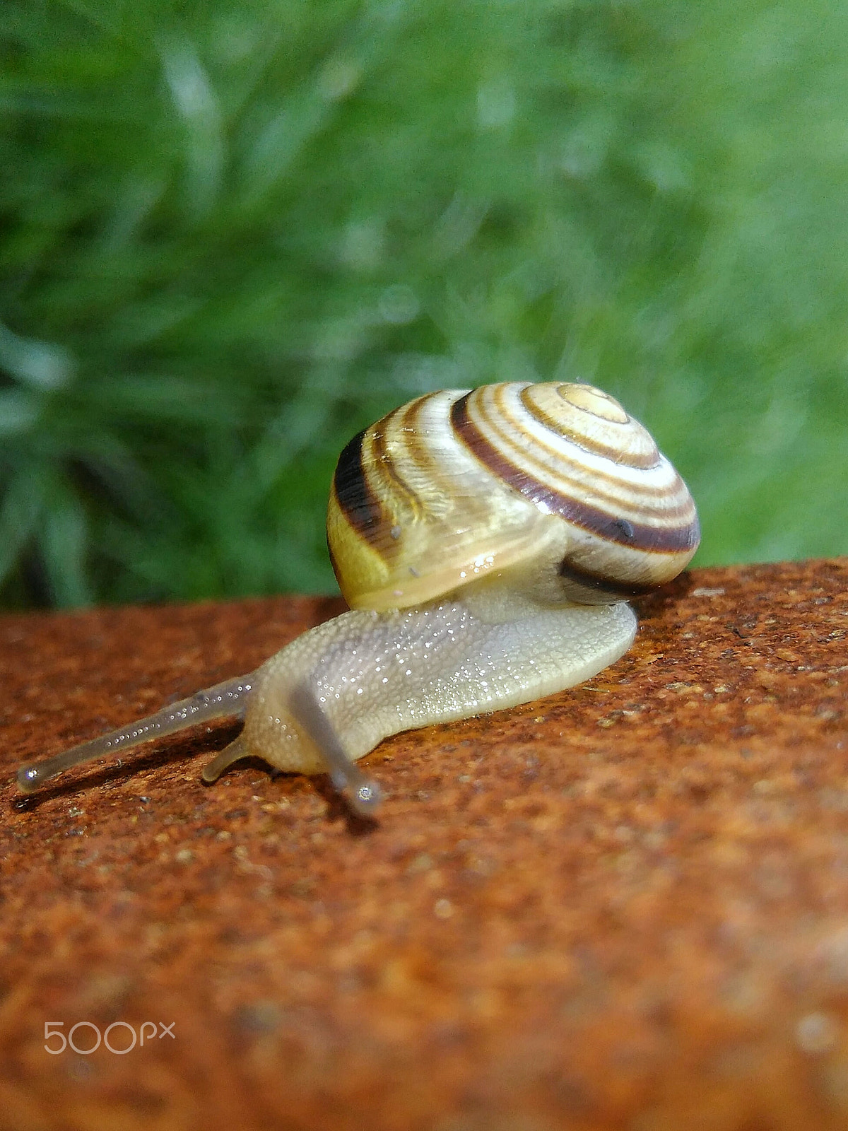 HUAWEI G620S-L01 sample photo. A cute snail near the railroads.. photography