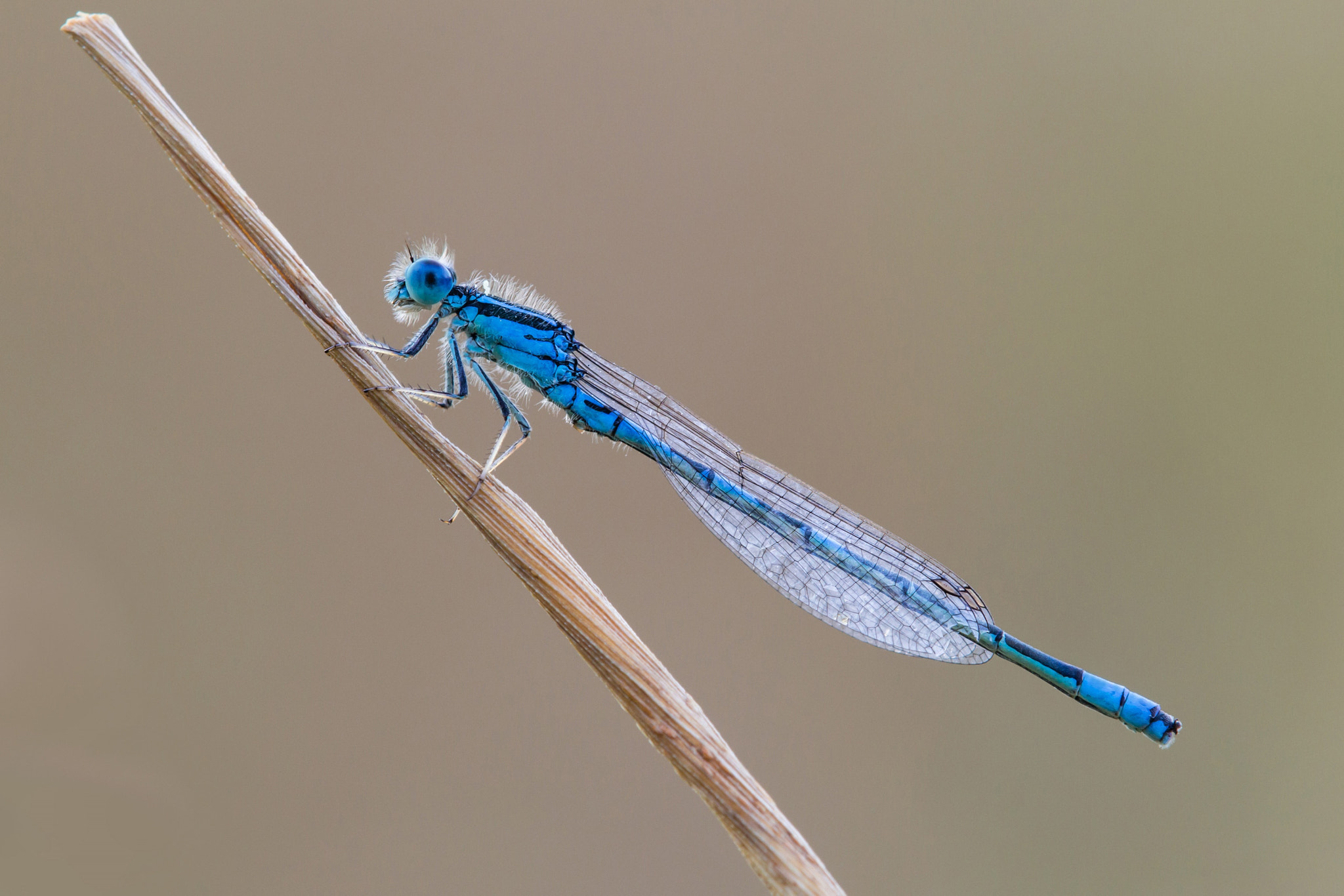 Canon EOS 650D (EOS Rebel T4i / EOS Kiss X6i) + Tamron SP AF 180mm F3.5 Di LD (IF) Macro sample photo. Mister blue photography