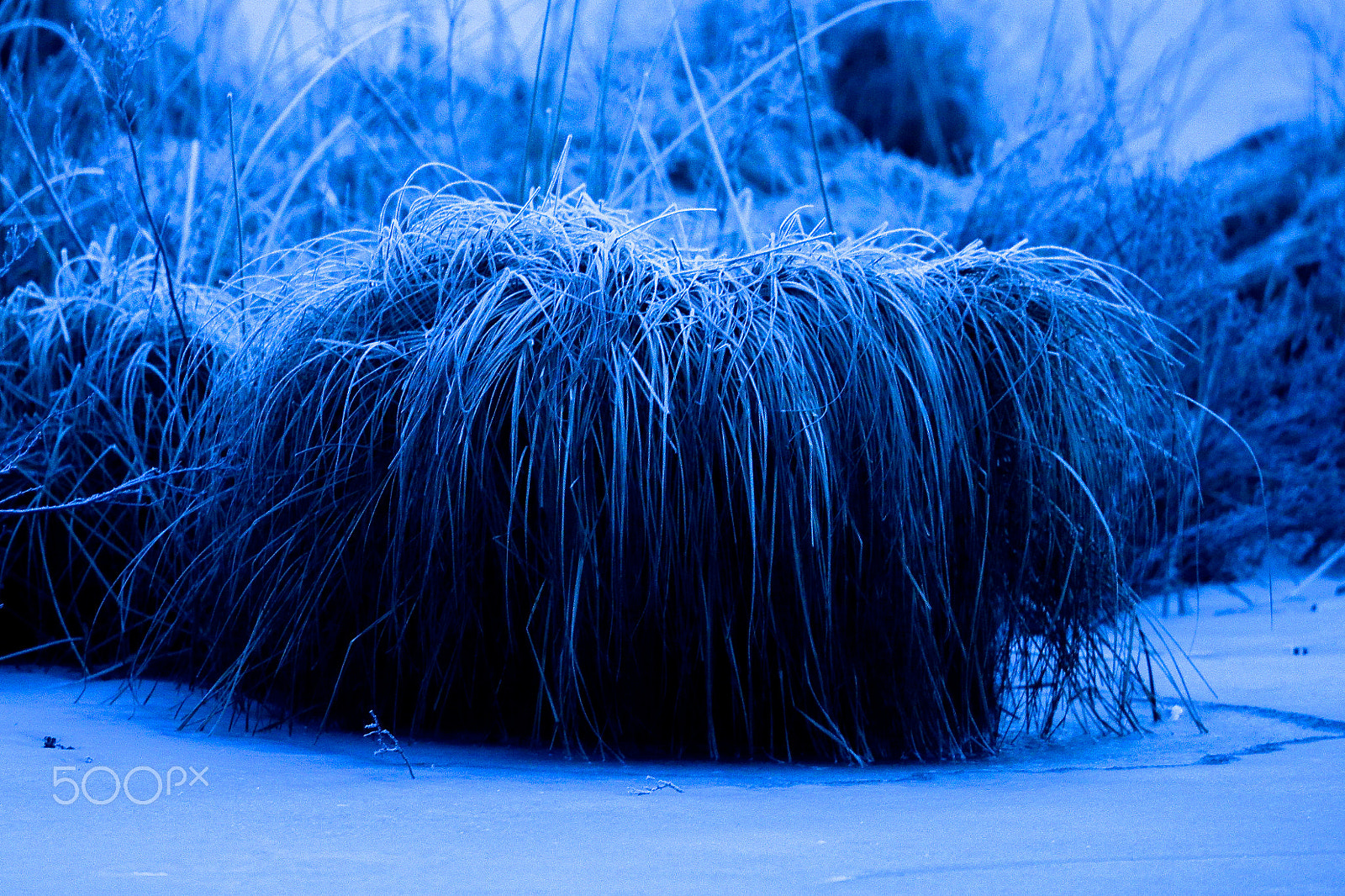 Canon EF 400mm F2.8L IS II USM sample photo. Tuft of grass just before sunrise photography