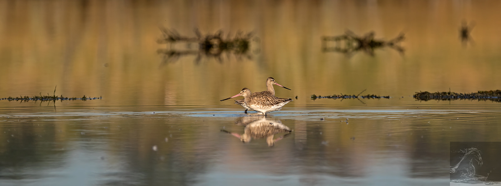 Canon EF 300mm F2.8L IS USM sample photo. Bar-tailed godwit 34 photography