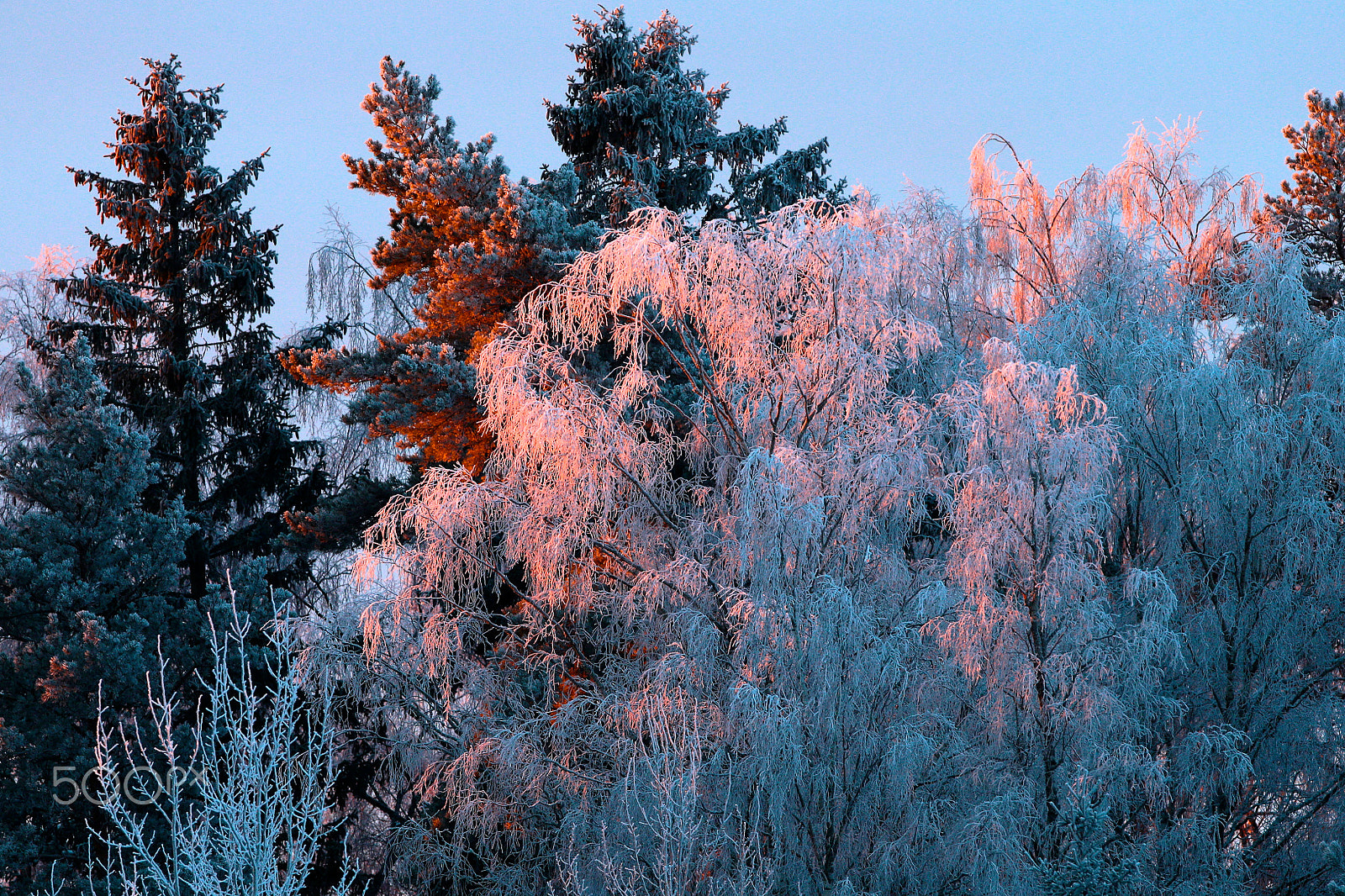 Canon EF 300mm F2.8L IS USM sample photo. Sunrays on frosty birches photography