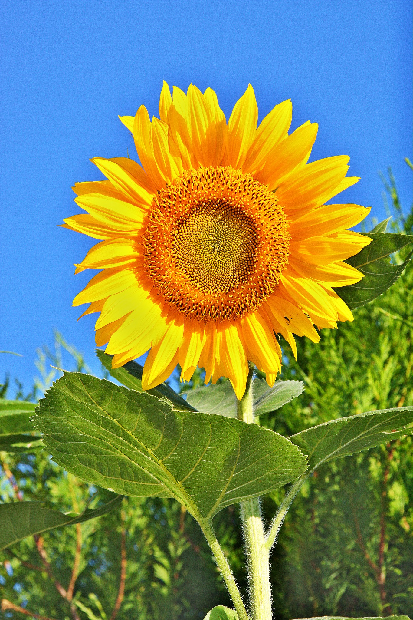 Canon EF-S 18-200mm F3.5-5.6 IS sample photo. Tournesol photography