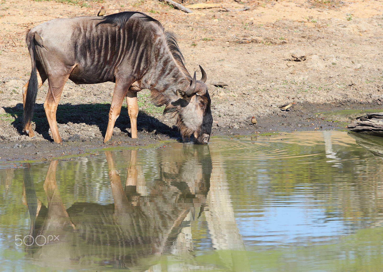 Canon EOS 7D + Canon EF 300mm F2.8L IS USM sample photo. Wildebeest quenches his thirst photography