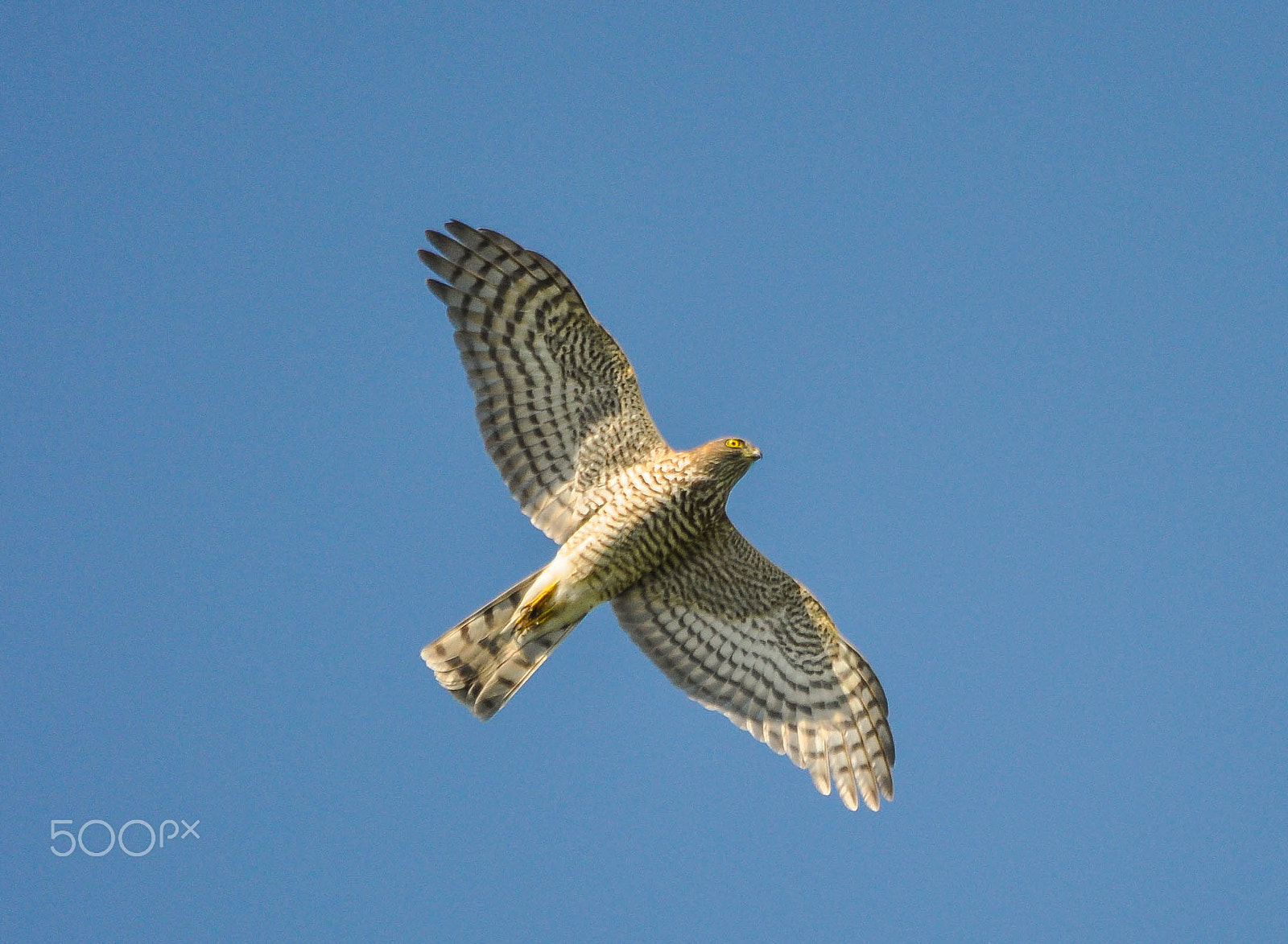 Sigma 150-500mm F5-6.3 DG OS HSM sample photo. Sperwer / eurasian sparrowhawk photography