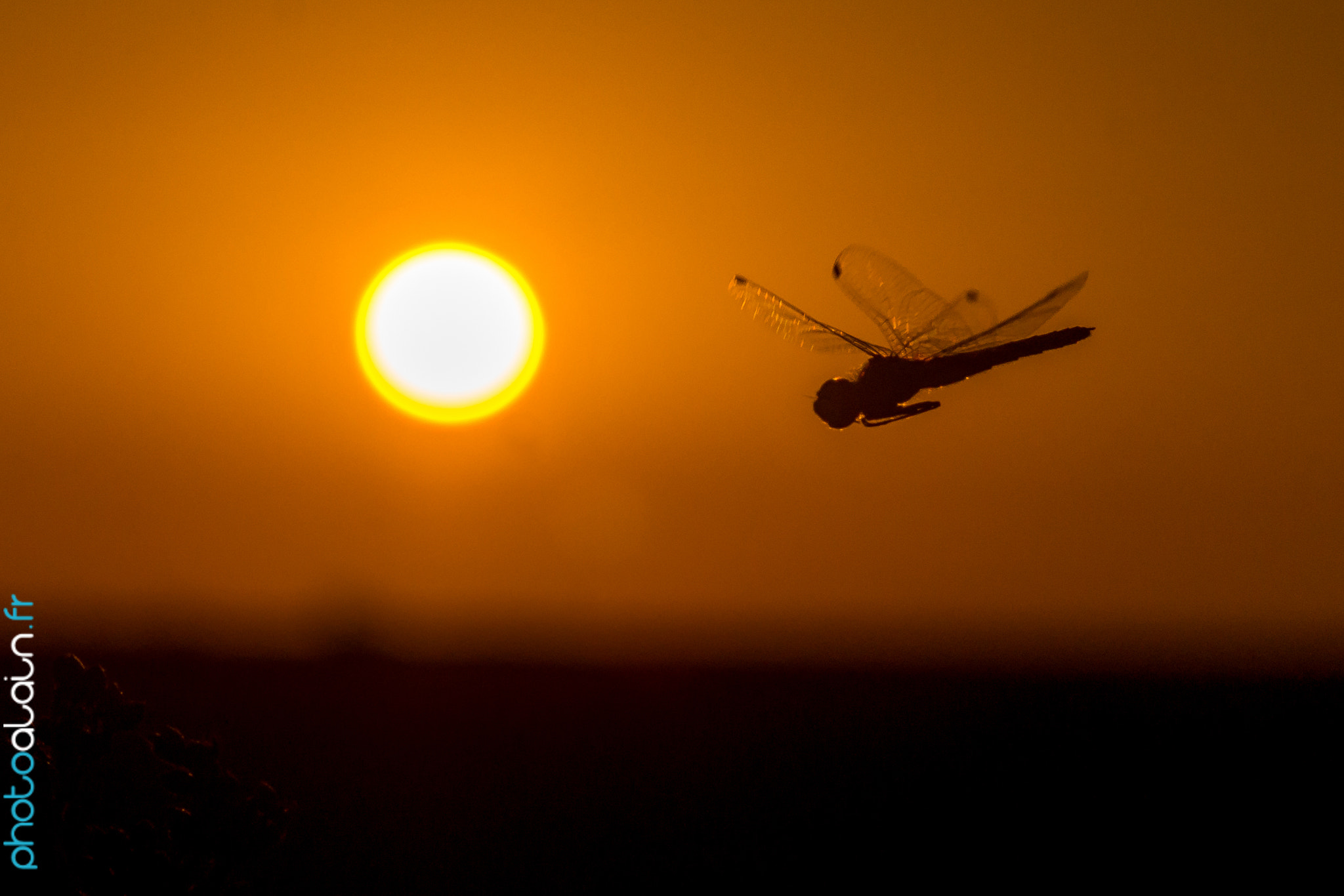 Sony SLT-A77 sample photo. Sun & dragonfly photography