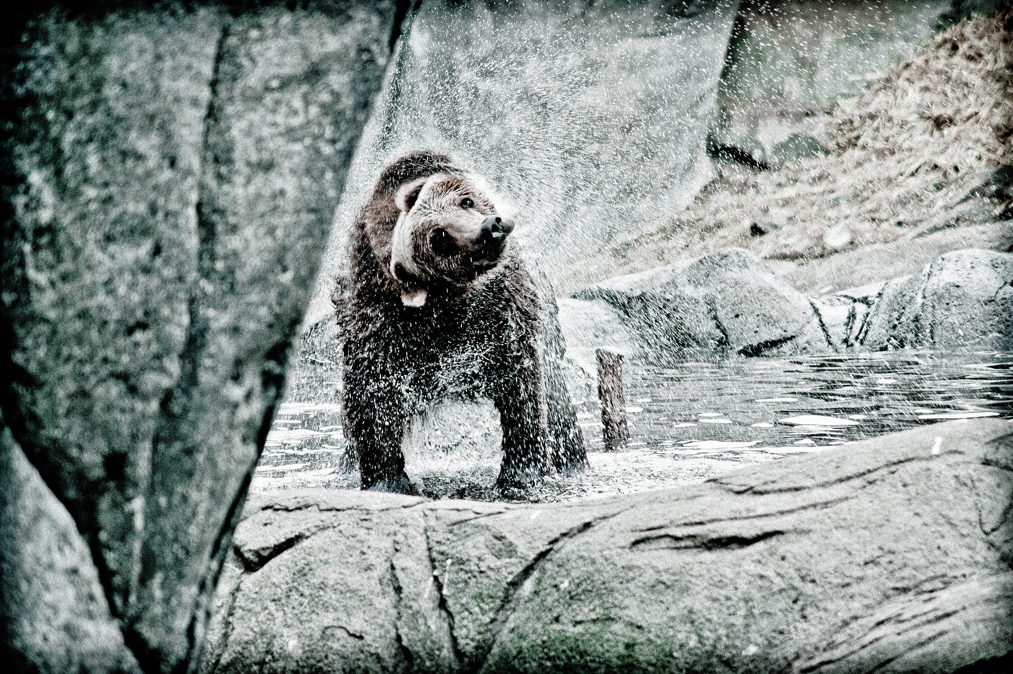 Sony DT 55-200mm F4-5.6 SAM sample photo. Bear photography