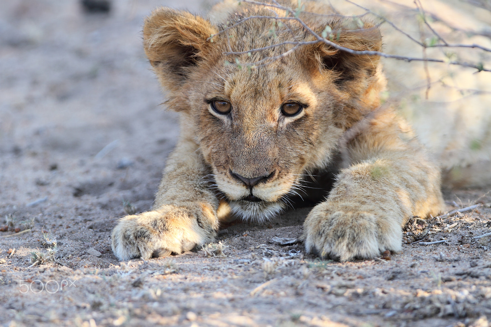 Canon EOS 7D + Canon EF 300mm F2.8L IS USM sample photo. A lion cub looks with intent photography