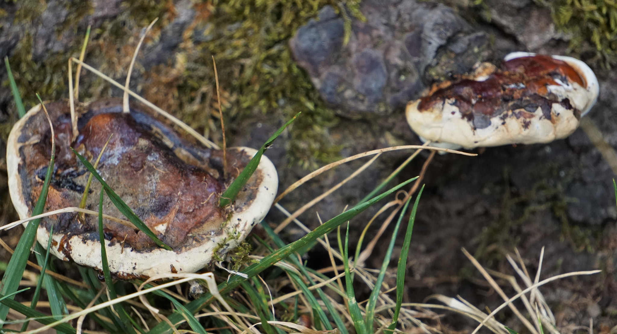 Sony E 55-210mm F4.5-6.3 OSS sample photo. Shrooms on the rock photography
